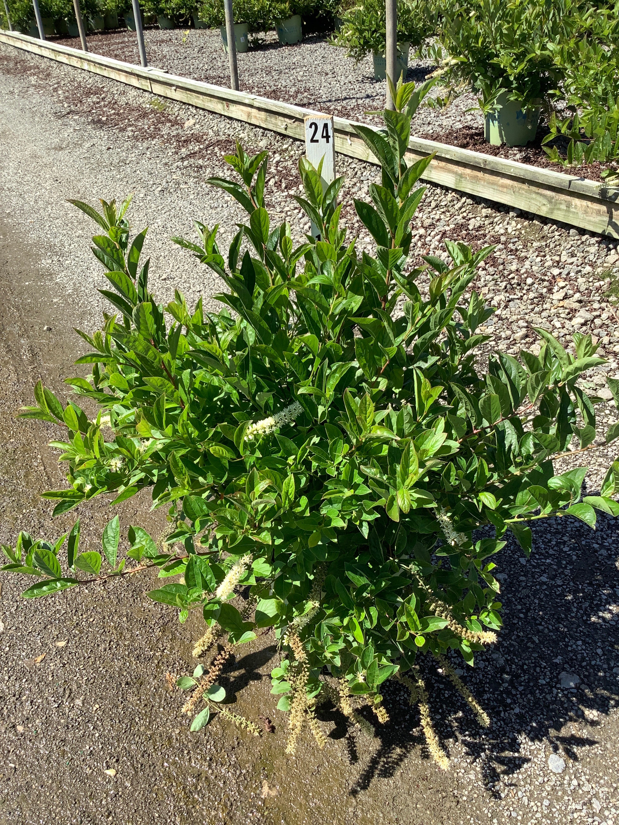 Itea fountains 'Of Rouge'