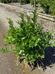Itea fountains 'Of Rouge'