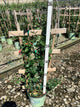 Lonicera sempervirens 'Major Wheeler'