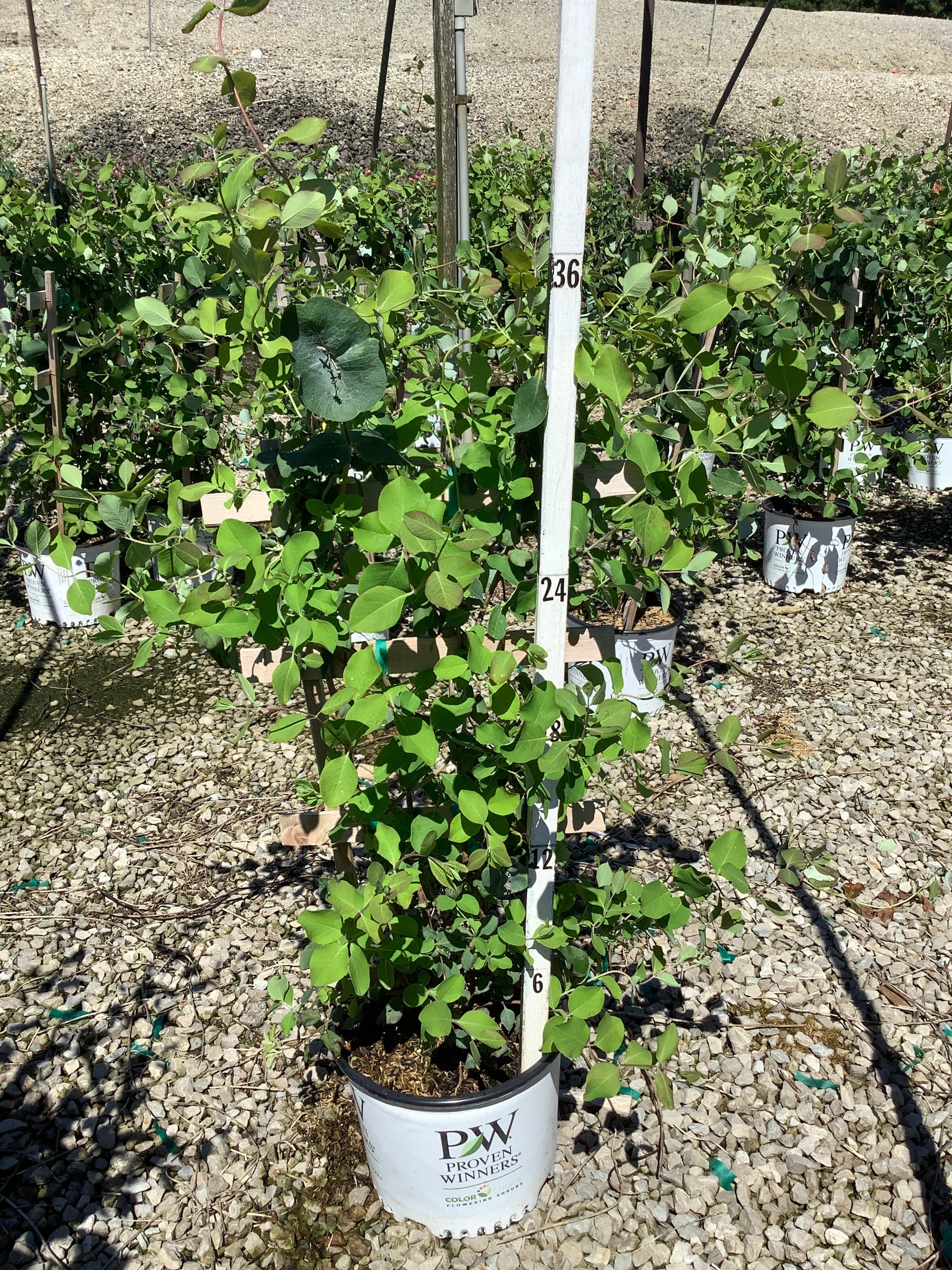 Lonicera reticulata Kintzley's Ghost