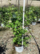 Lonicera reticulata Kintzley's Ghost