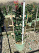 Lonicera x 'Celestial'