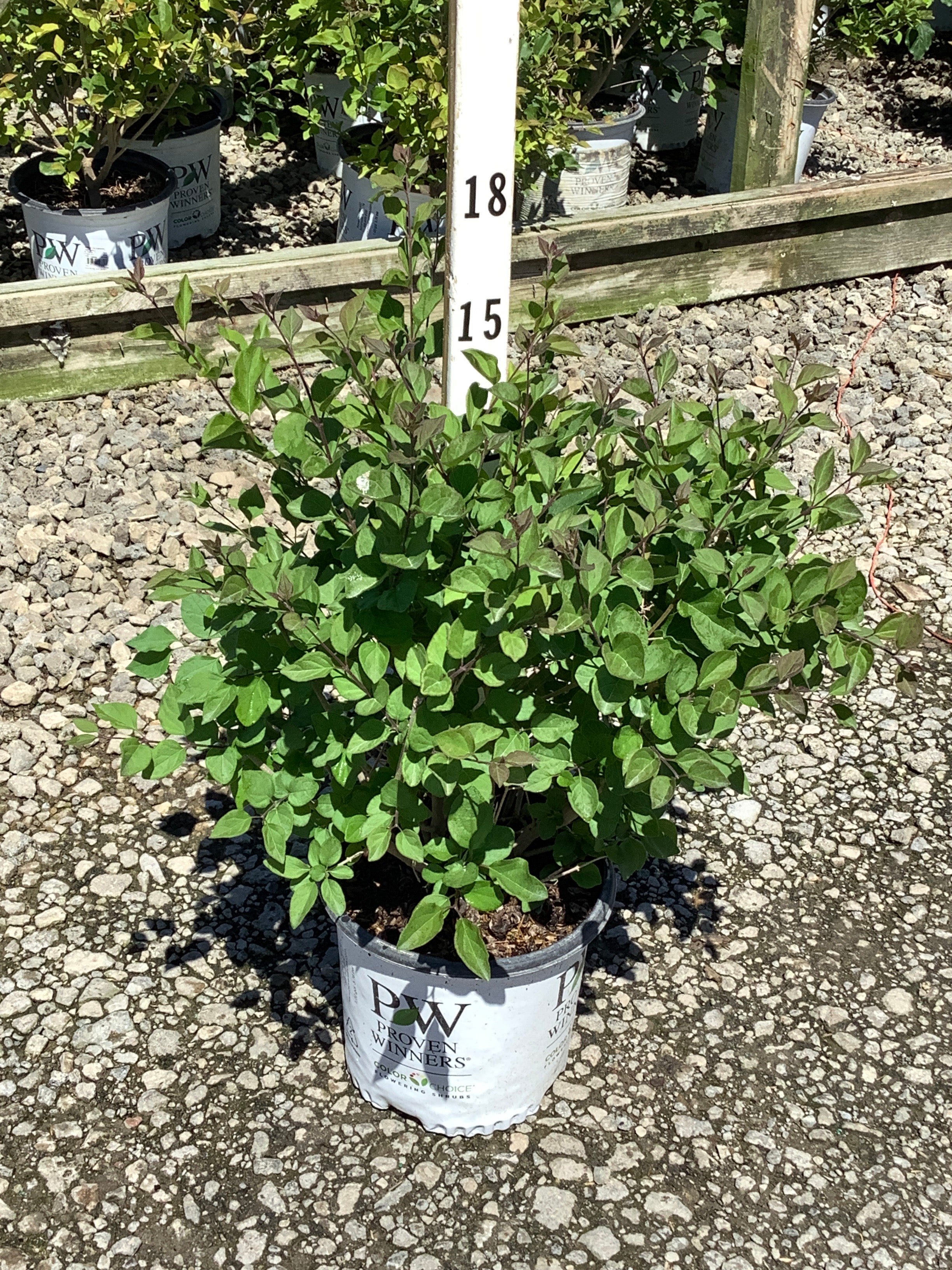 Syringa x 'Penda'