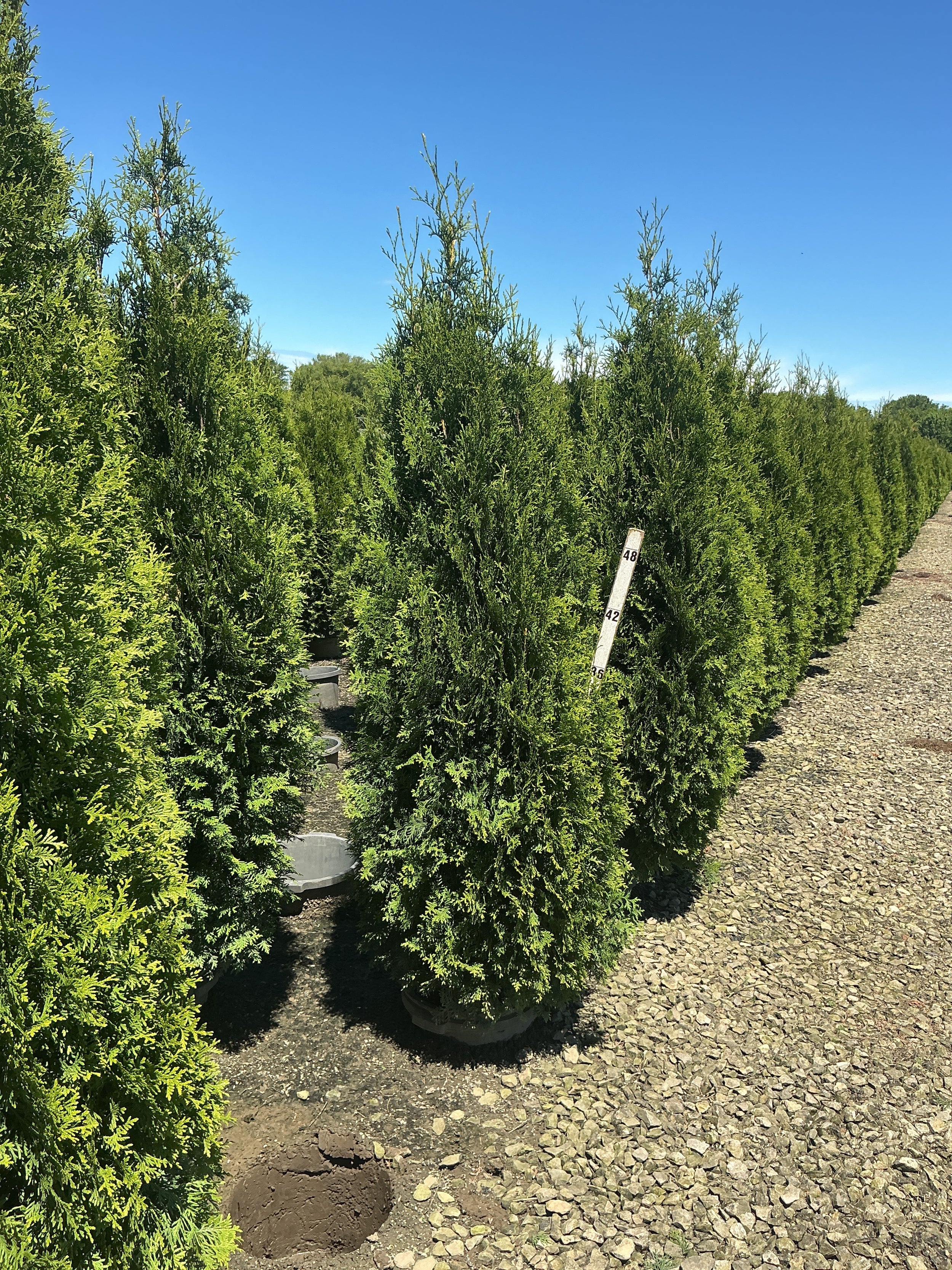 Thuja occidentalis 'King of Brabant'