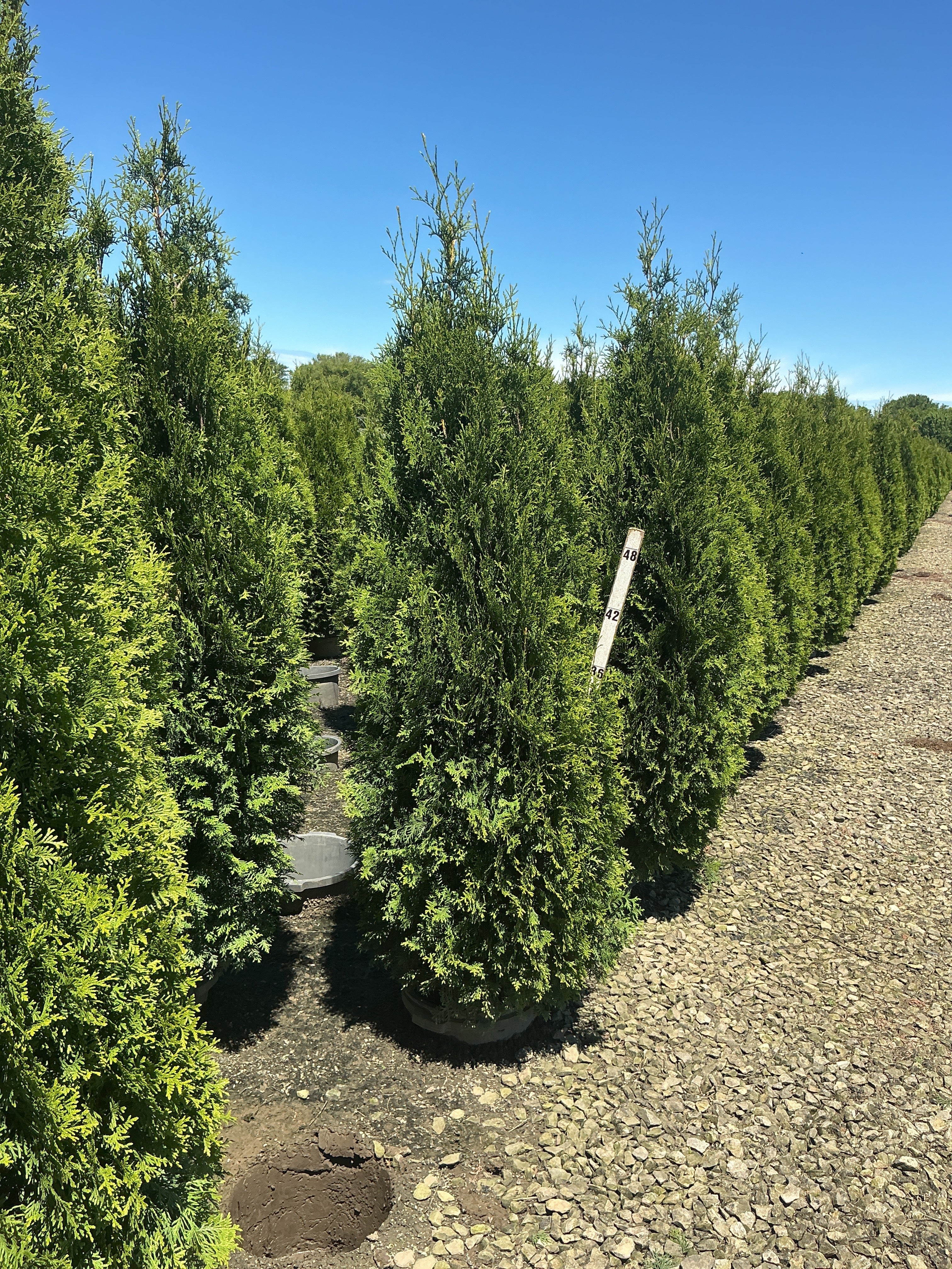 Thuja occidentalis 'King of Brabant'