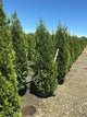 Thuja occidentalis 'King of Brabant'