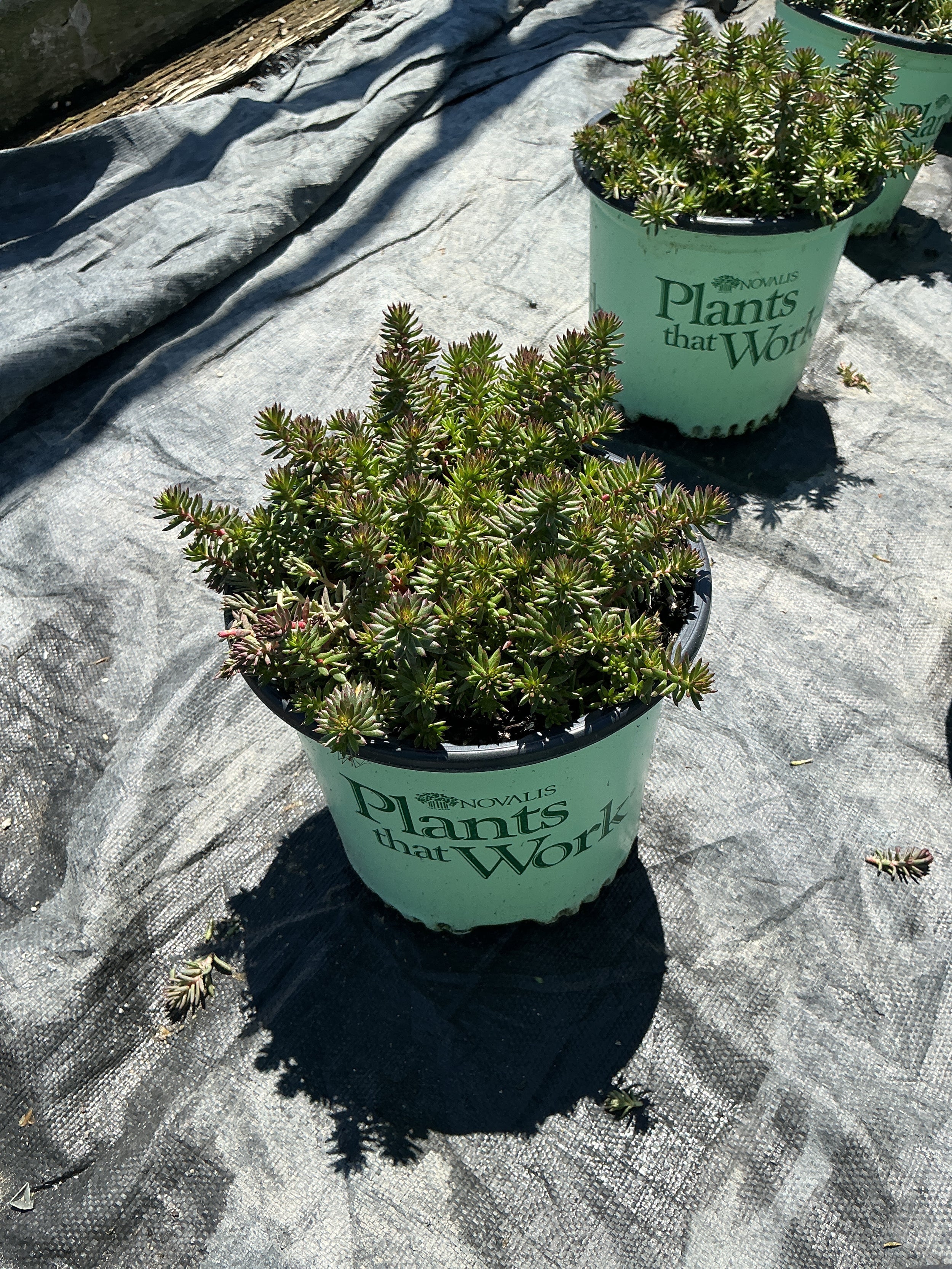Sedum SunSparkler® ‘Red Angelina'