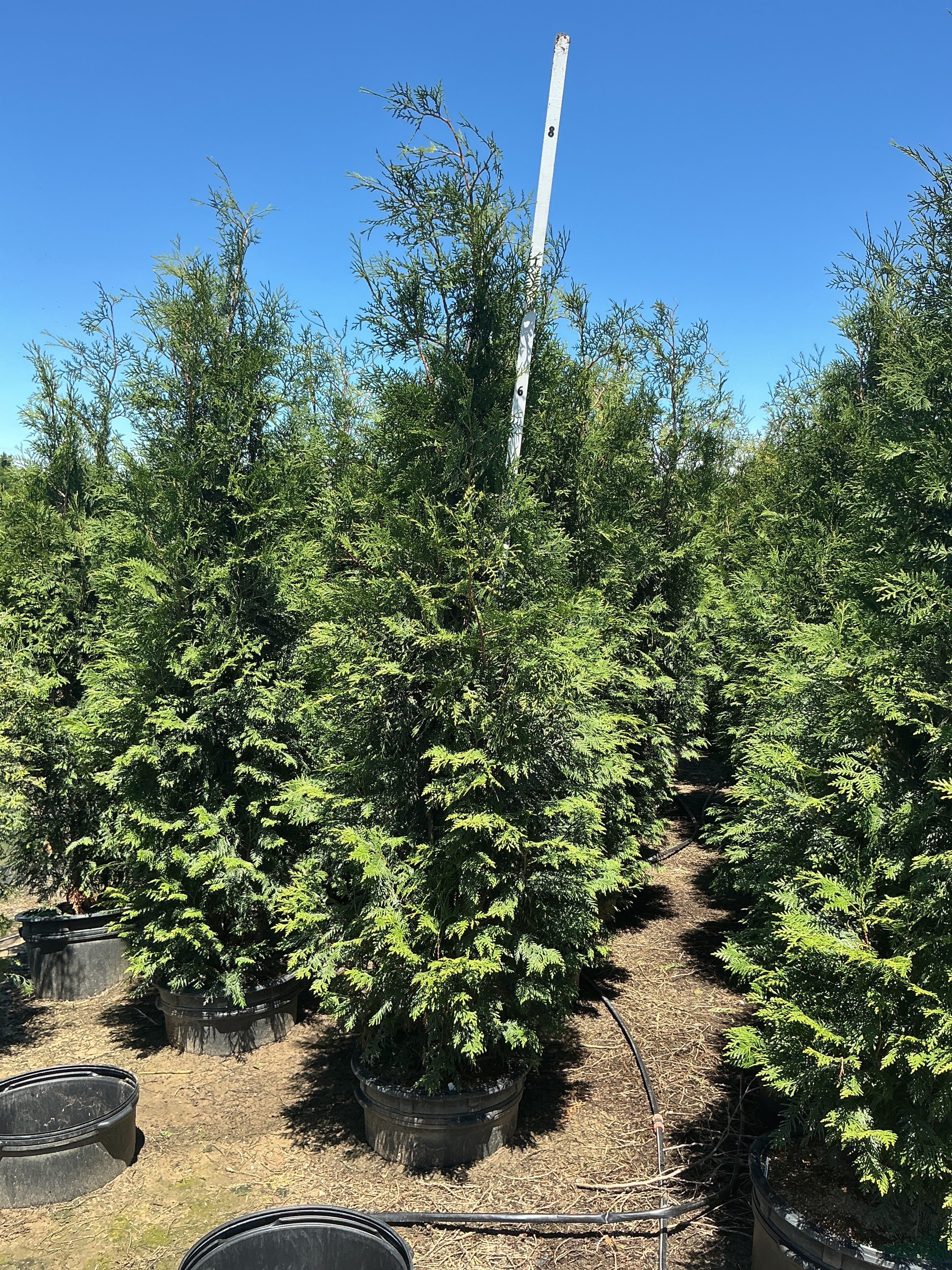 Thuja occidentalis 'Wintergreen'