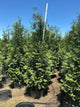 Thuja occidentalis 'Wintergreen'