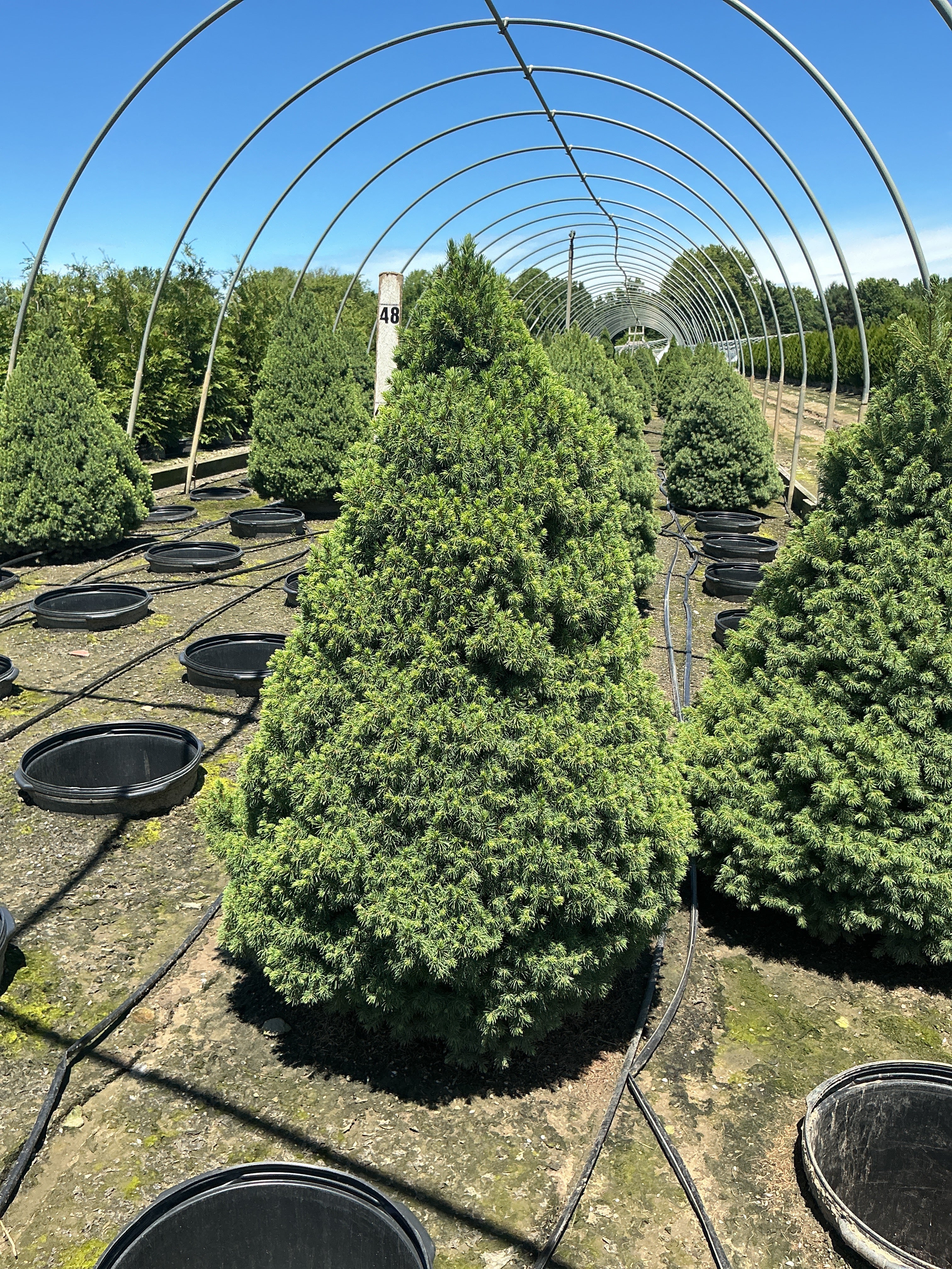 Picea glauca 'Conica'