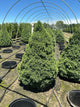 Picea glauca 'Conica'