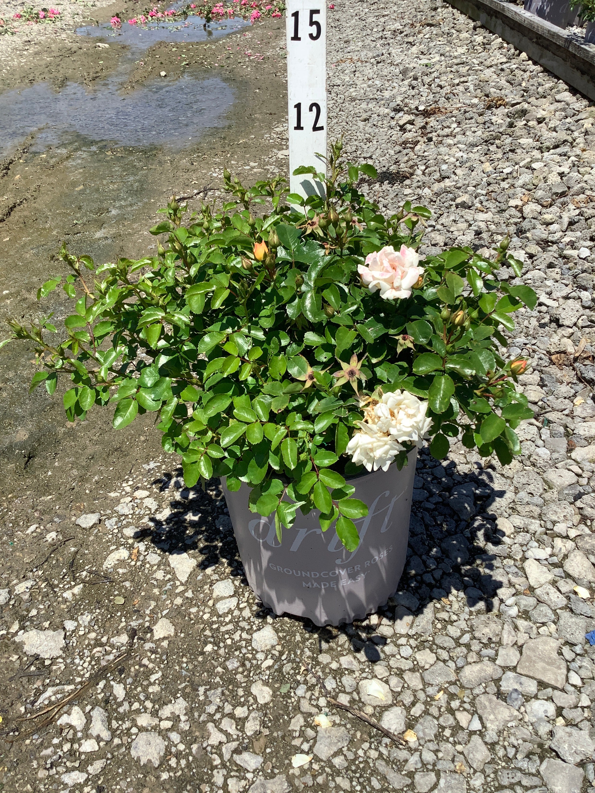 Rosa 'Drift Popcorn'