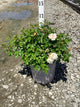 Rosa 'Drift Popcorn'