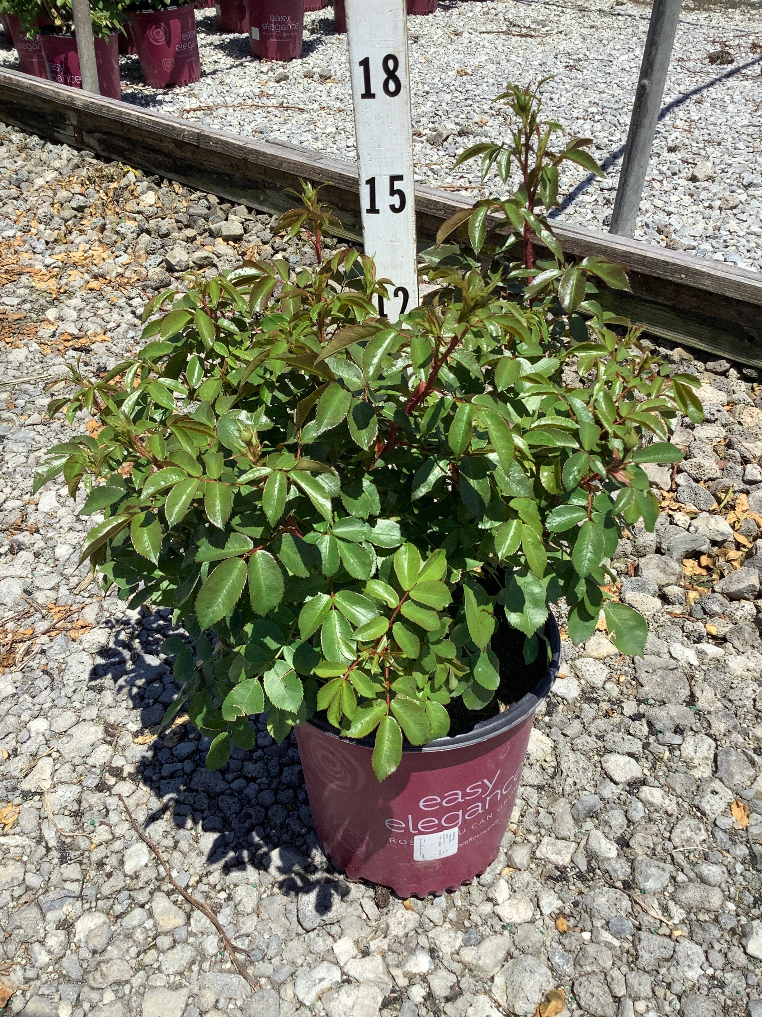 Rosa E.E 'Pinktopia'