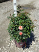 Rosa E.E 'Calypso'
