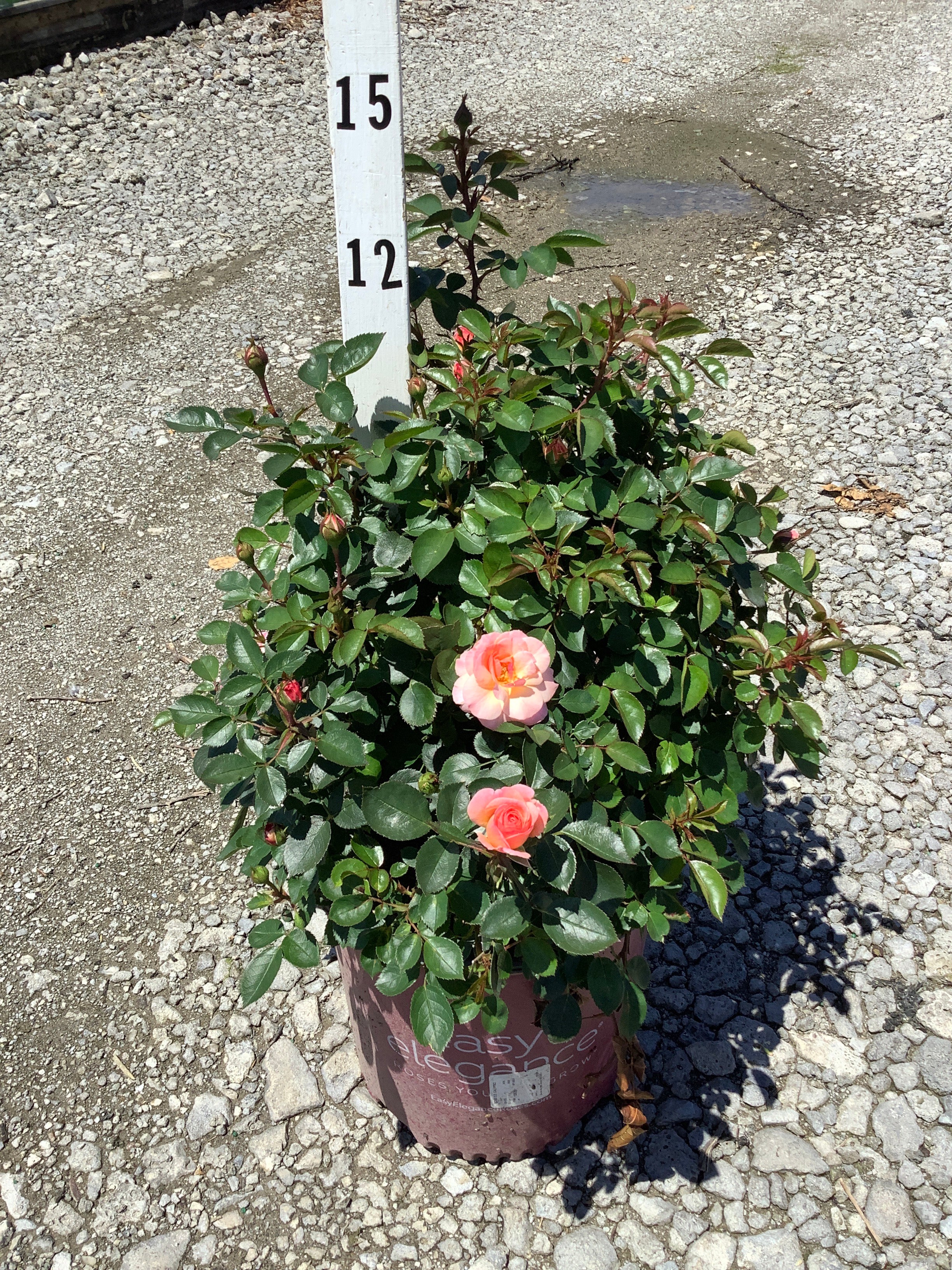Rosa E.E 'Calypso'