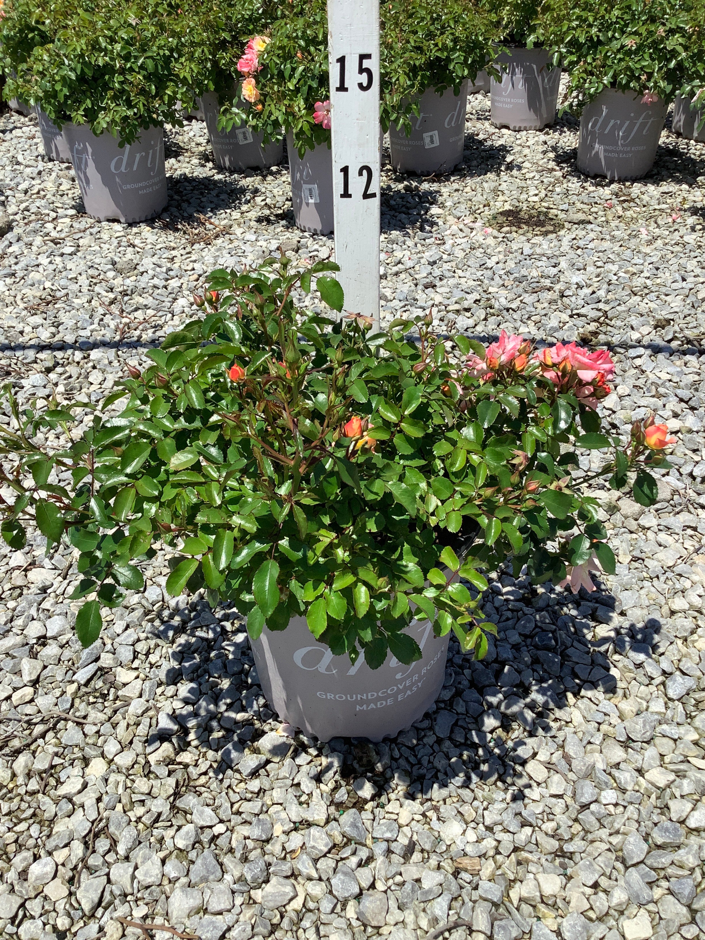 Rosa 'Drift Meiggili'