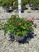 Rosa 'Drift Meiggili'