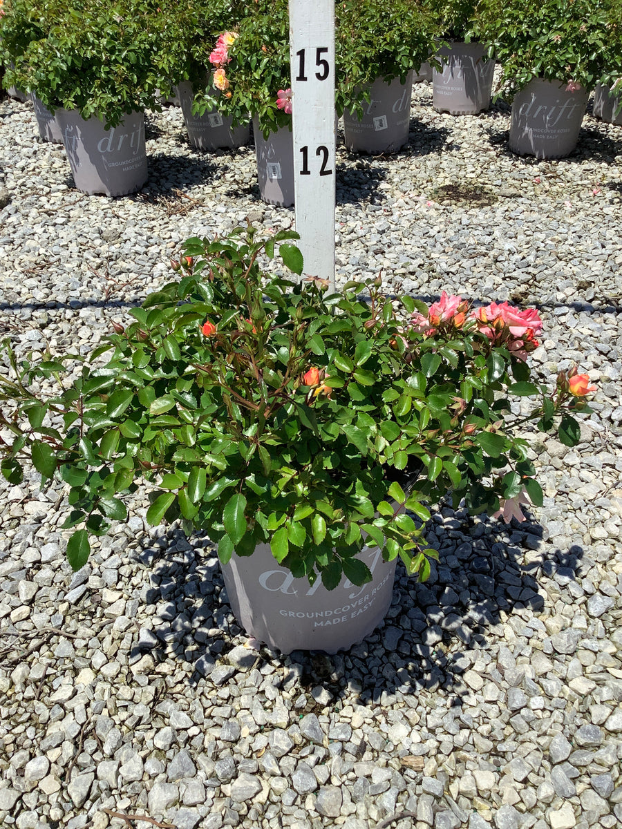 Rosa 'Drift Meiggili' â€” G2