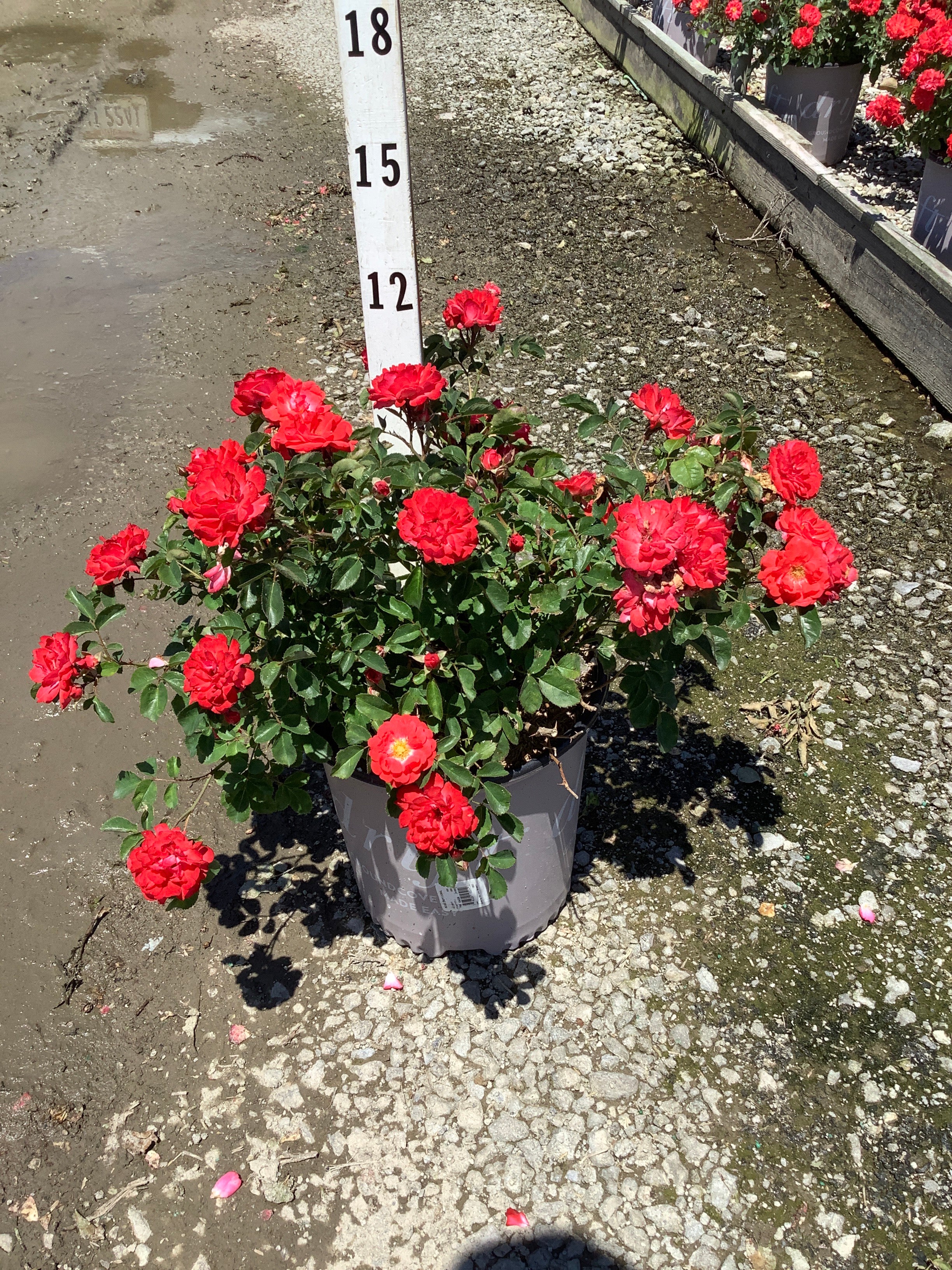 Rosa 'Drift Meidrifora'