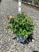 Rosa 'S At Last'