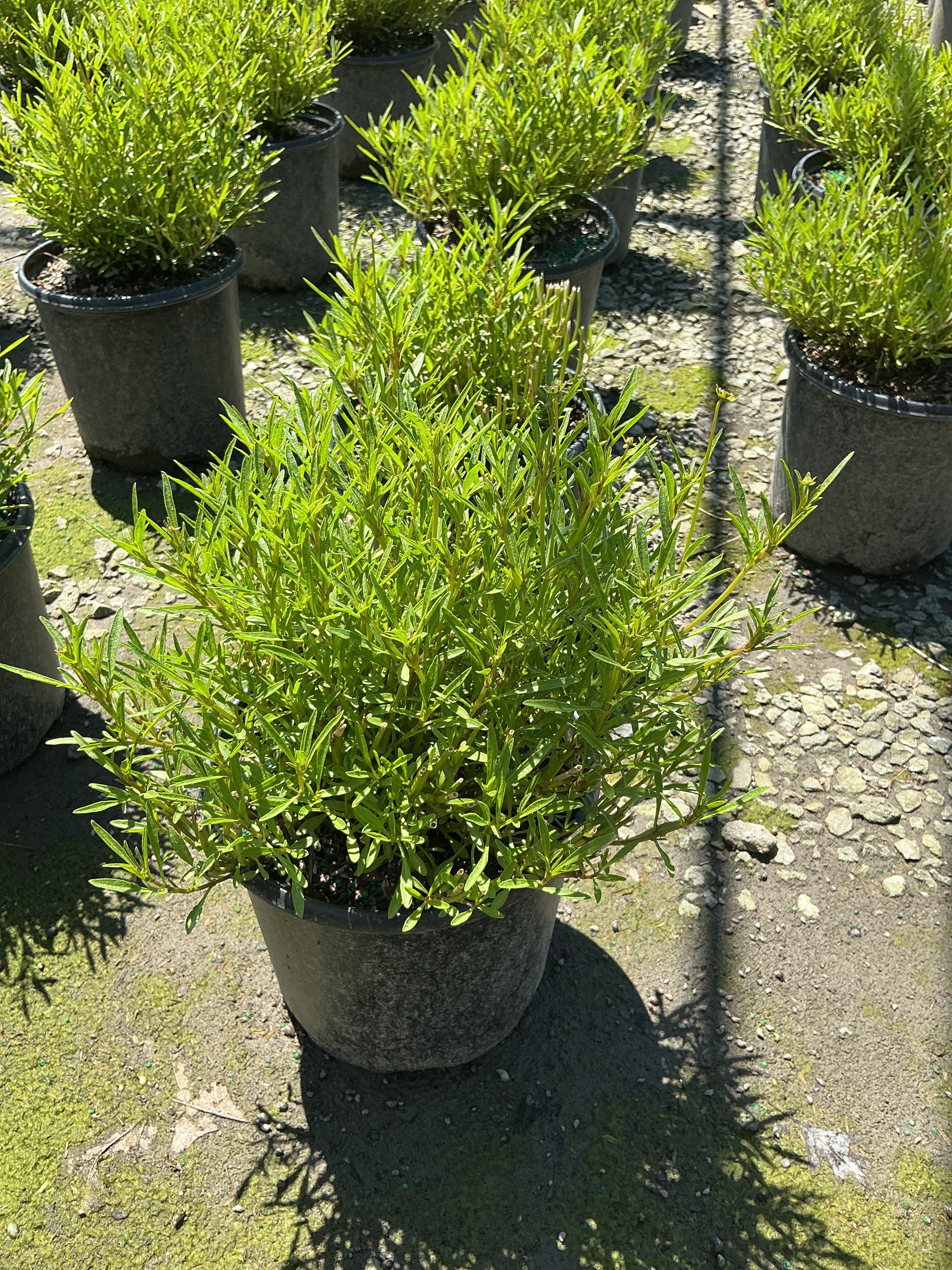 Coreopsis verticillata 'Novcorcar'