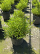 Coreopsis verticillata 'Novcorcar'