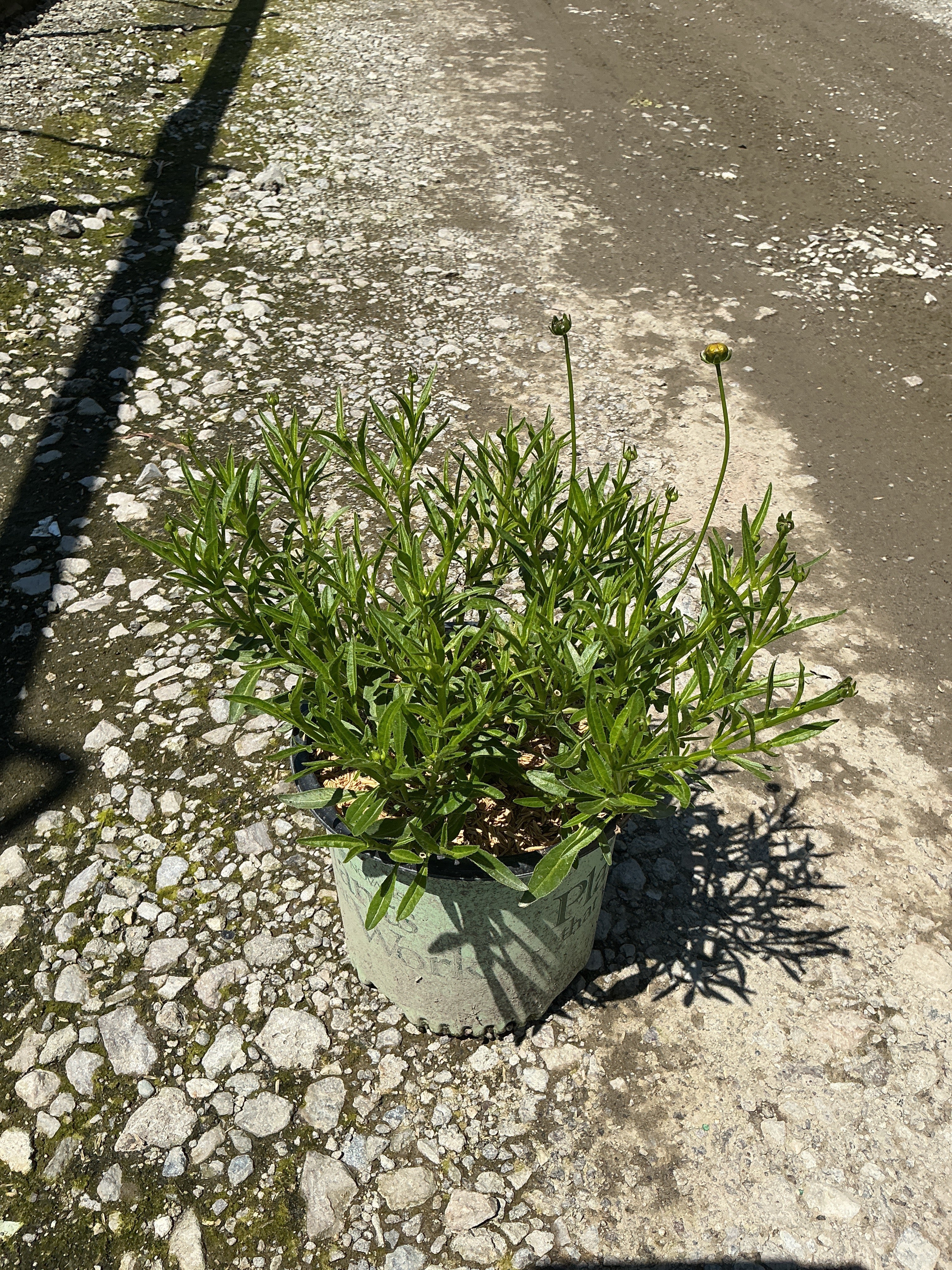 Coreopsis x 'Lil Bang Goldi Locks'