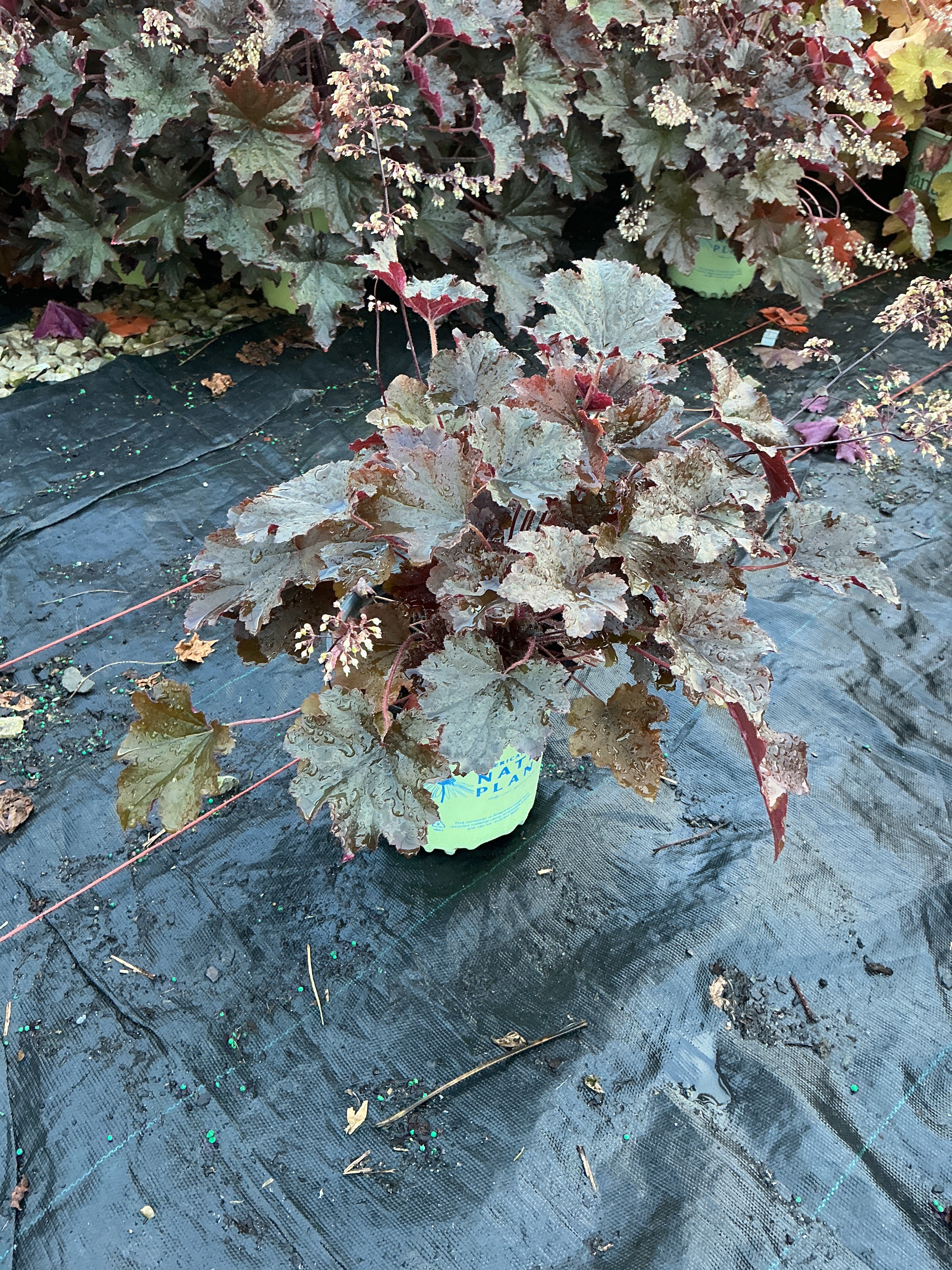 Heuchera villosa 'Bronze Wave'