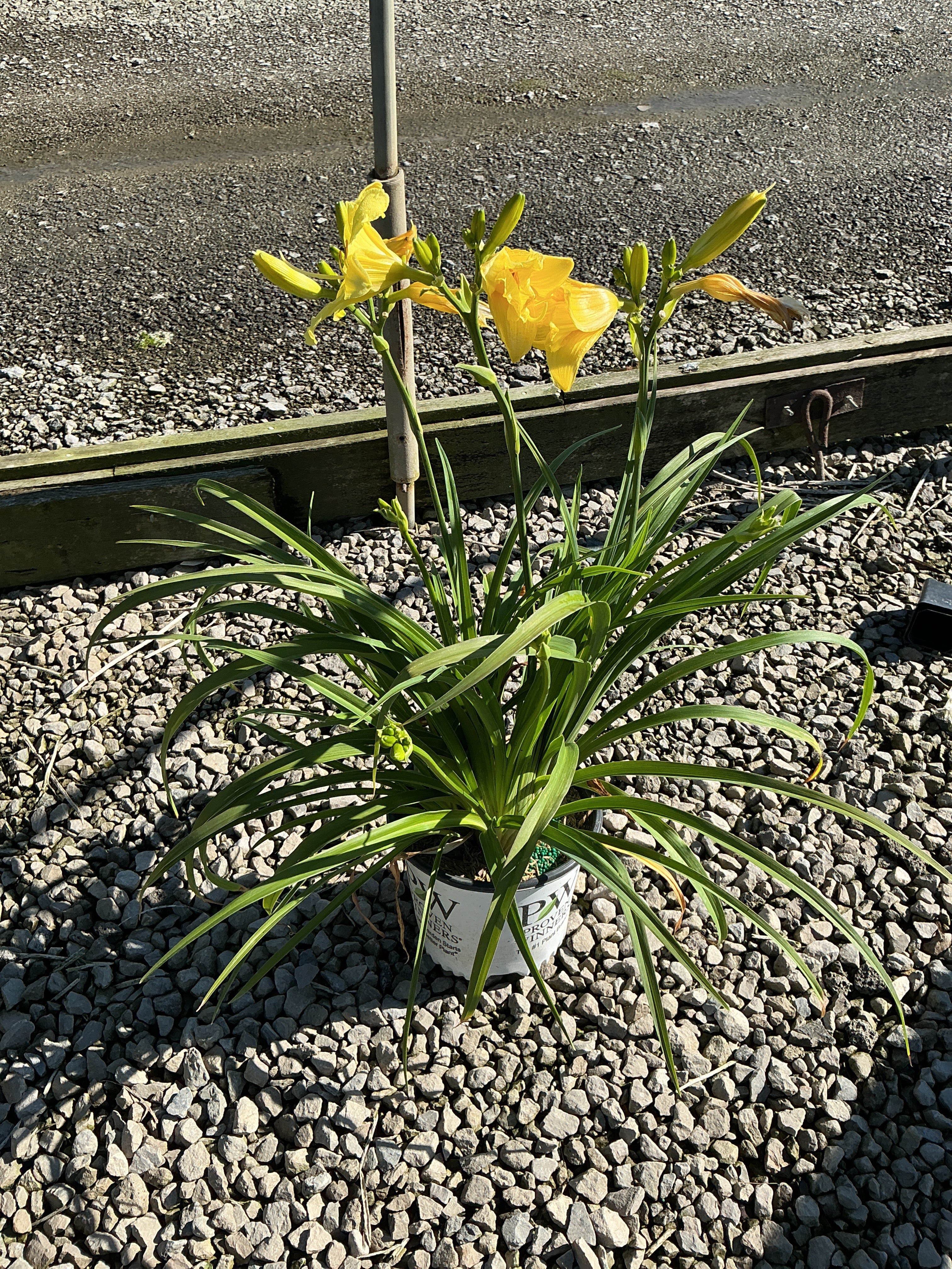 Hemerocallis going 'Going Bananas'