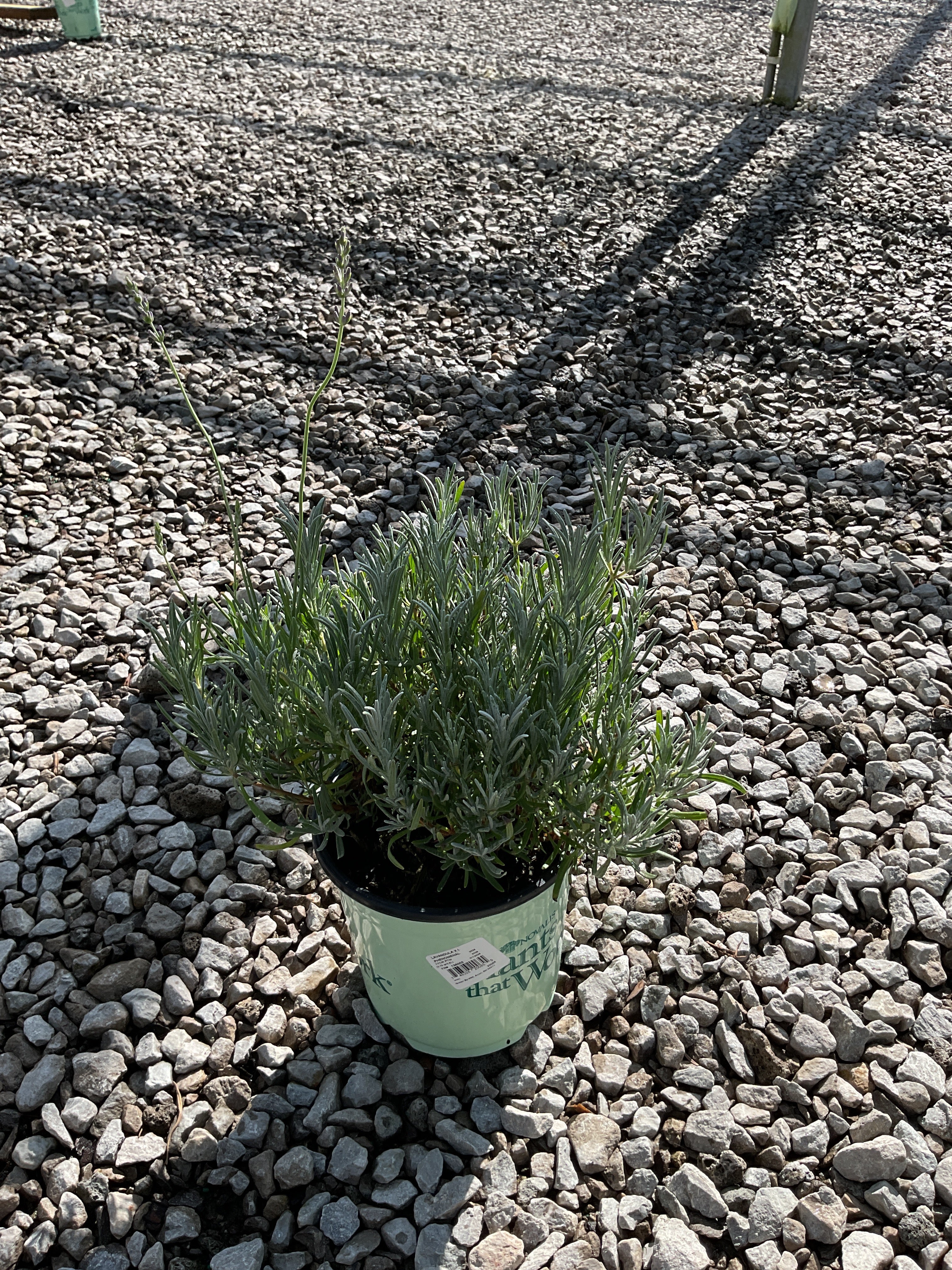 Lavandula x intermedia 'Phenomenal'