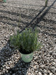 Lavandula x intermedia 'Phenomenal'