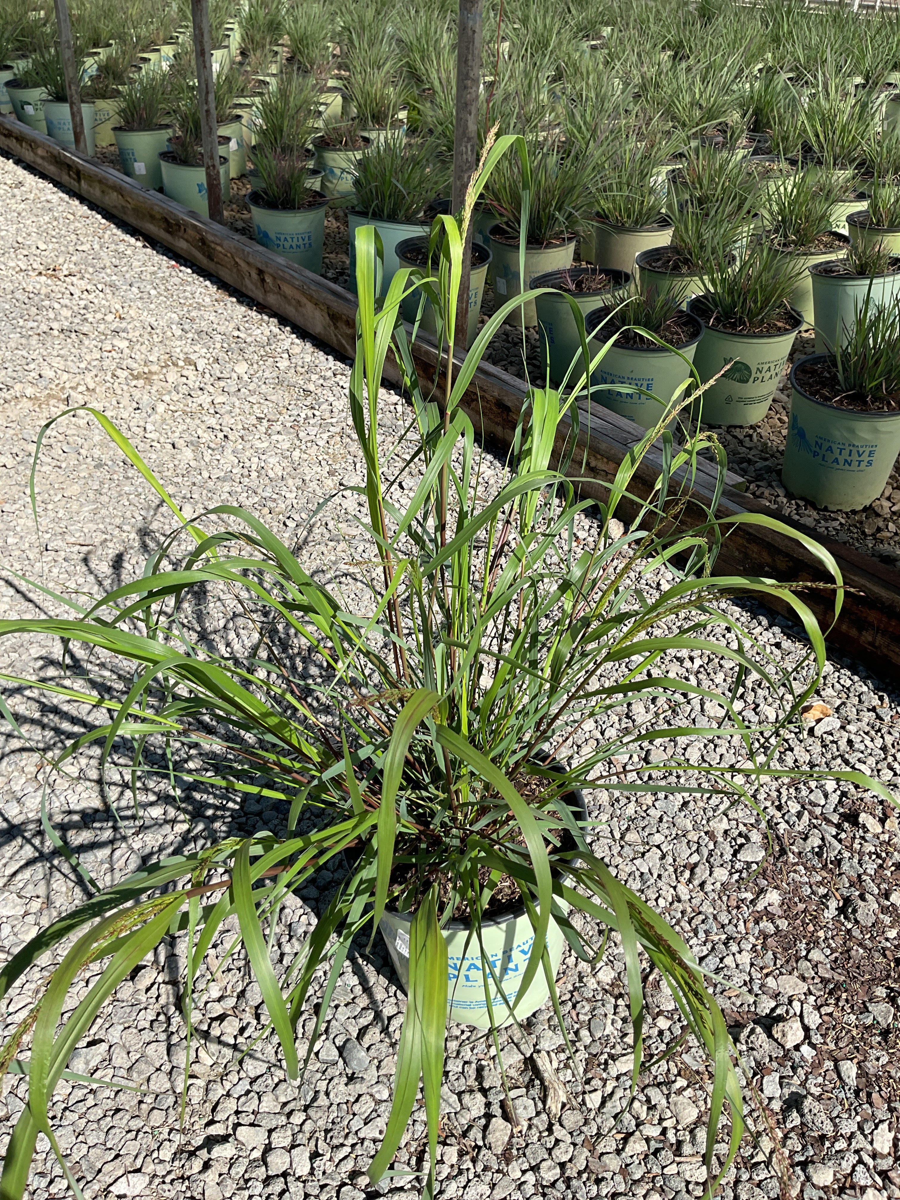 Panicum 'Pa Cape Breeze'
