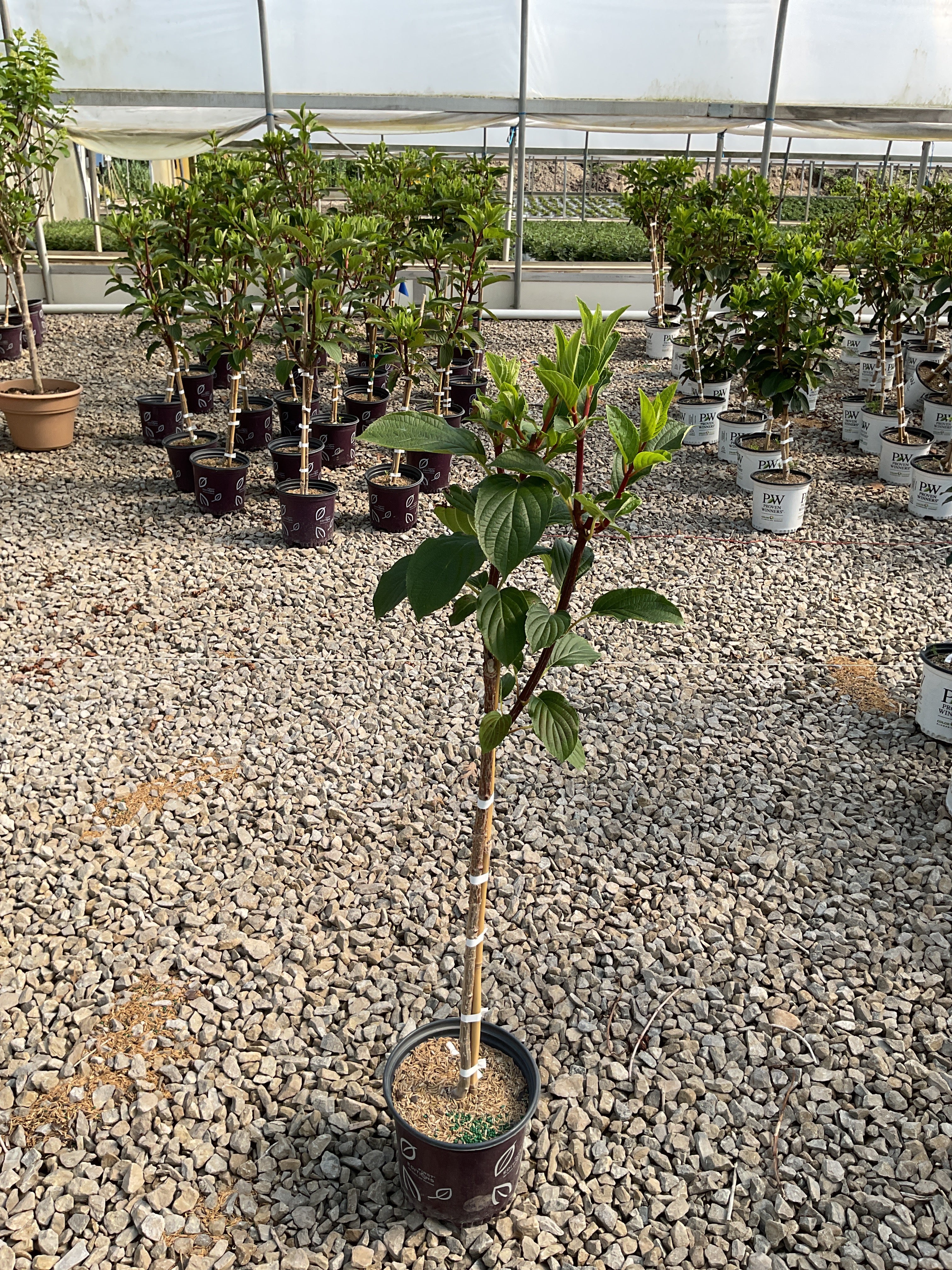 Hydrangea paniculata 'Renhy'