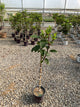 Hydrangea paniculata 'Renhy'