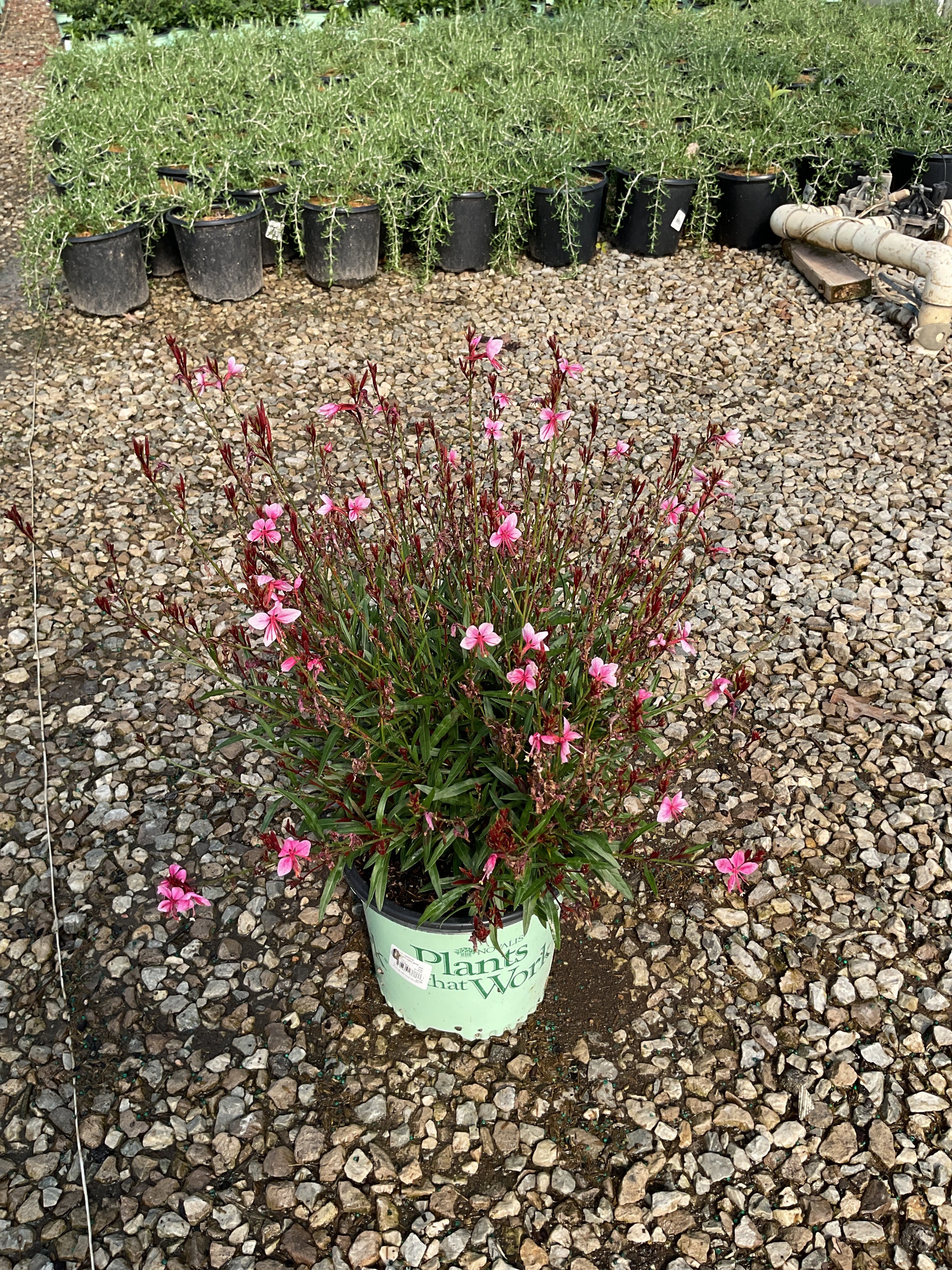 Gaura lindheimeri Belleza® Compact Light Pink