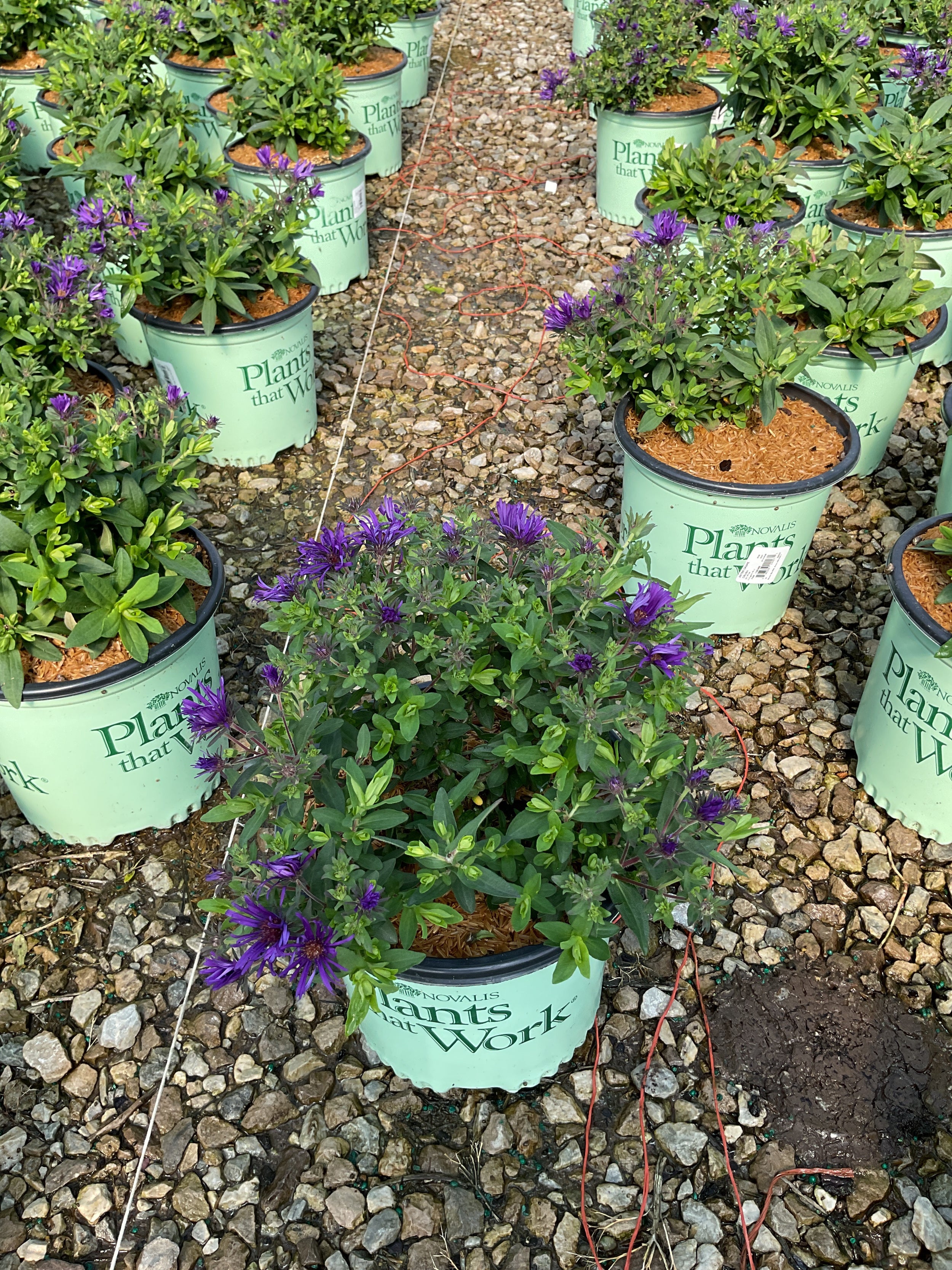 Aster grape 'Crush'