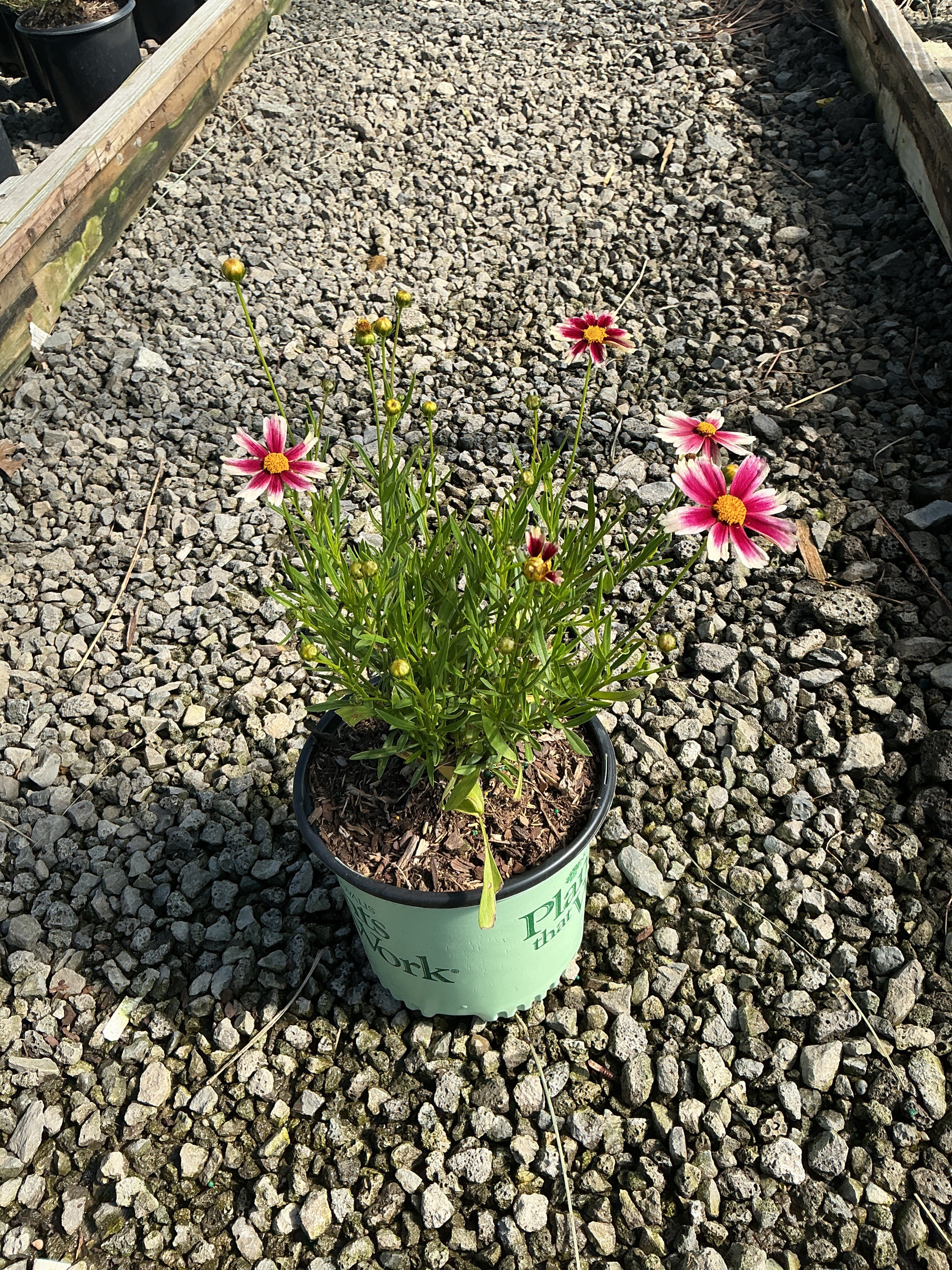 Coreopsis x 'Lil Bang Candy Stripes'