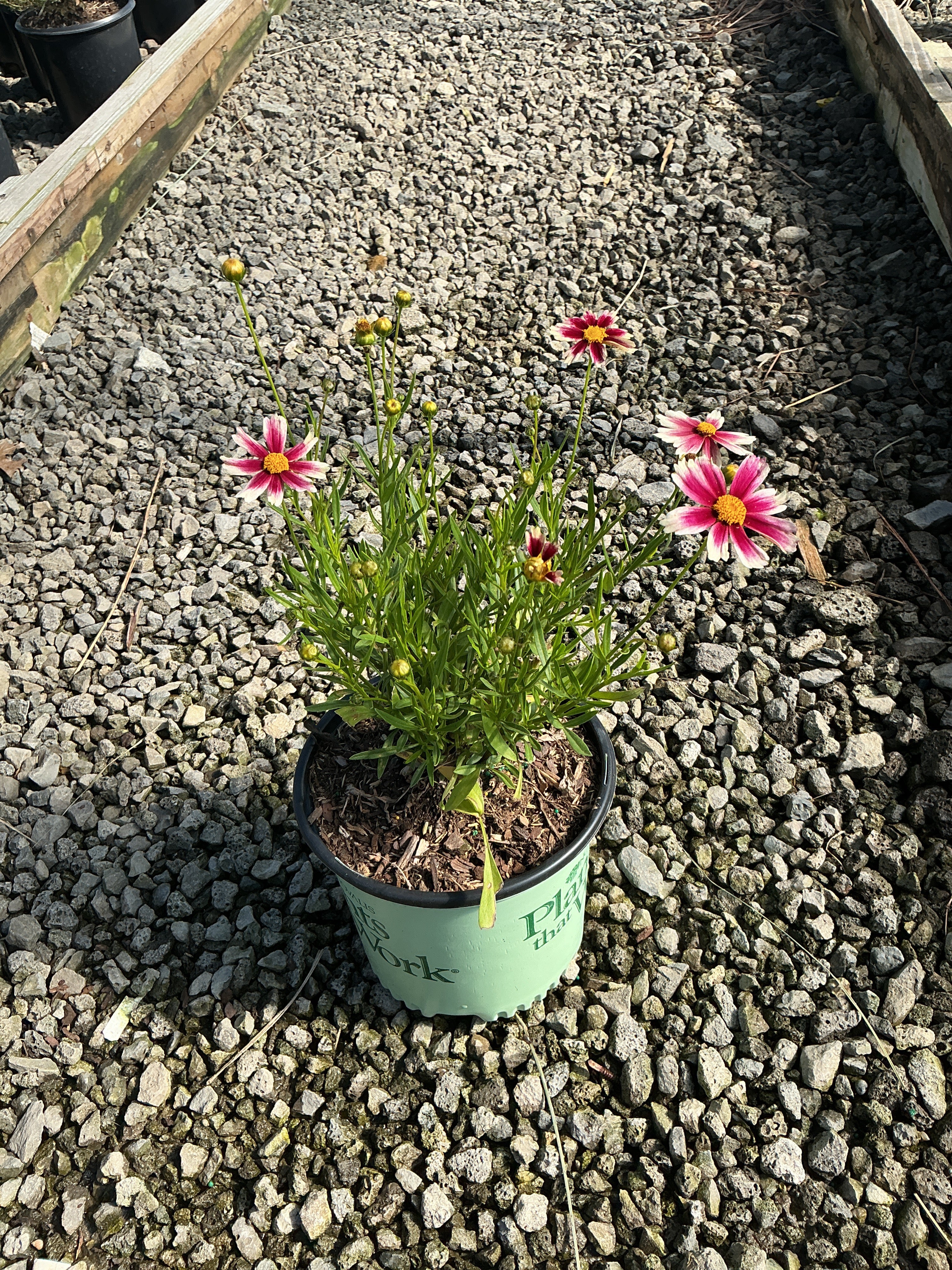 Coreopsis x 'Lil Bang Candy Stripes'