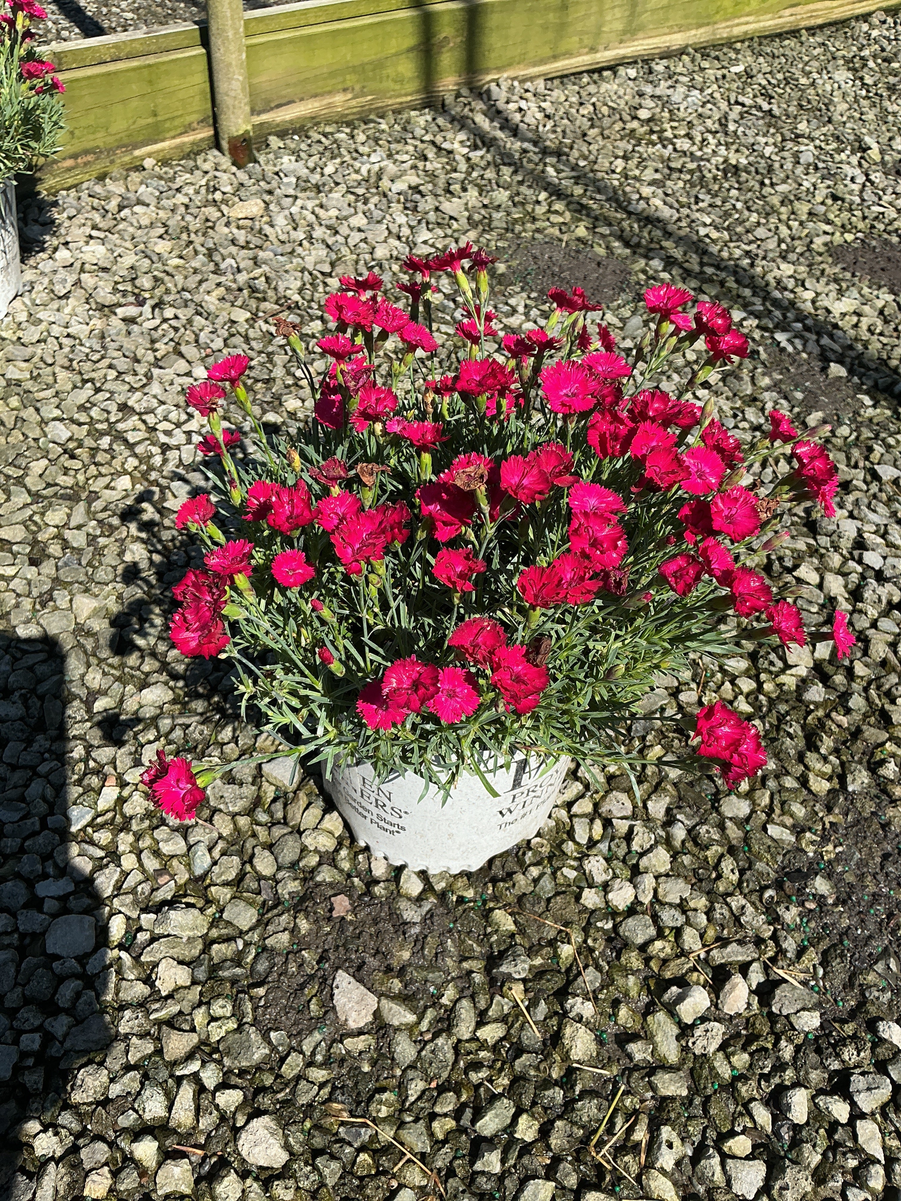 Dianthus paint 'The Town Red'