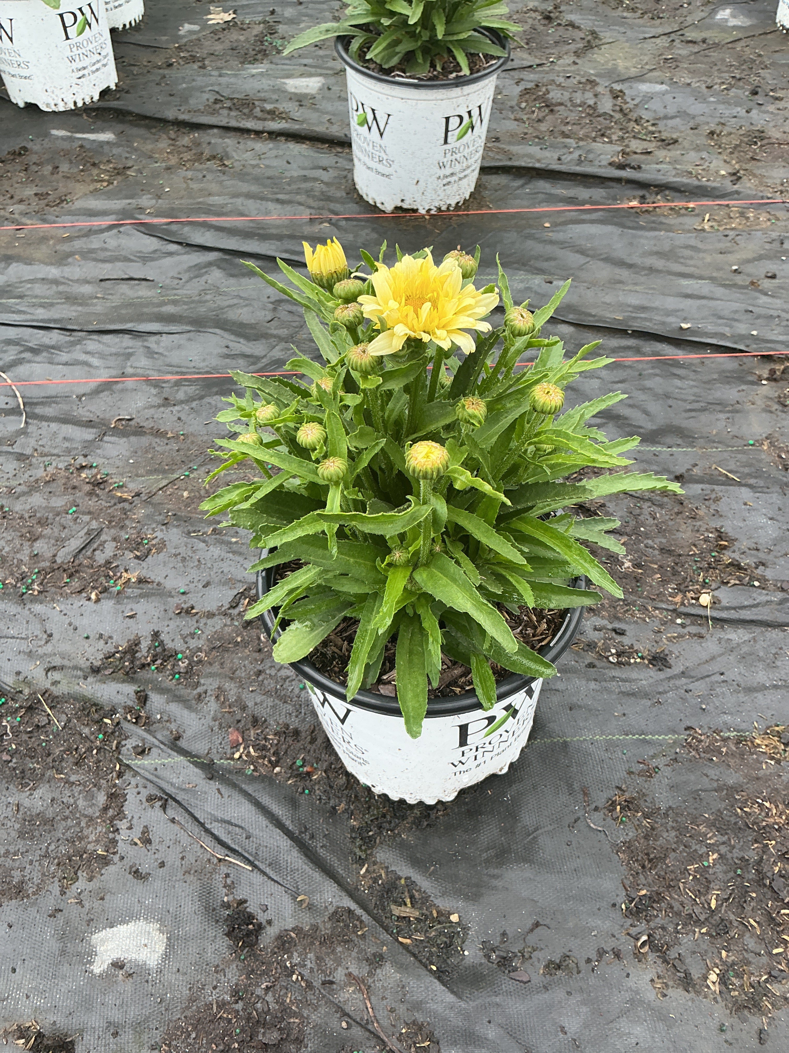Leucanthemum S 'Banana Cream 2'
