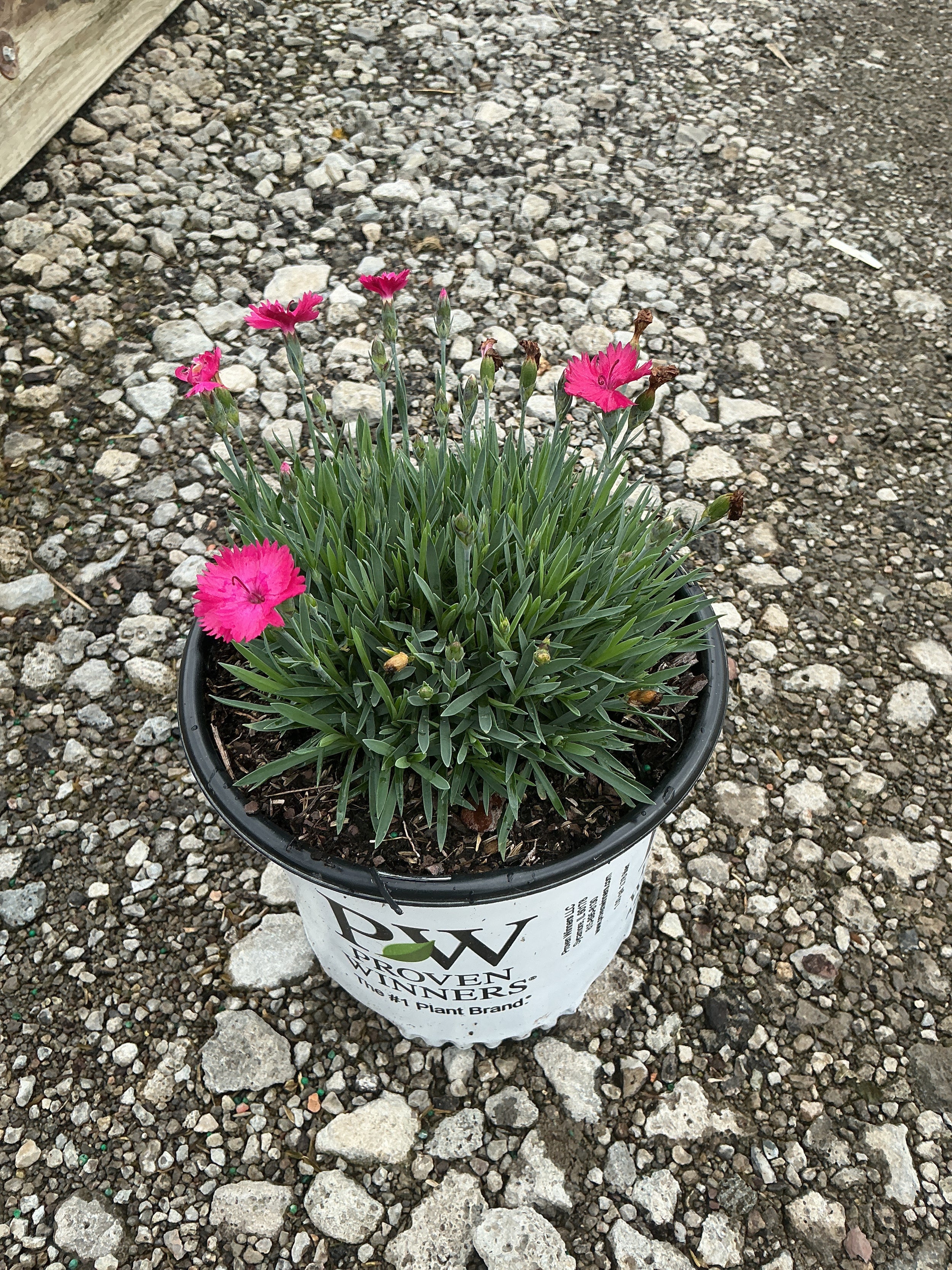 Dianthus paint 'The Town Magenta'