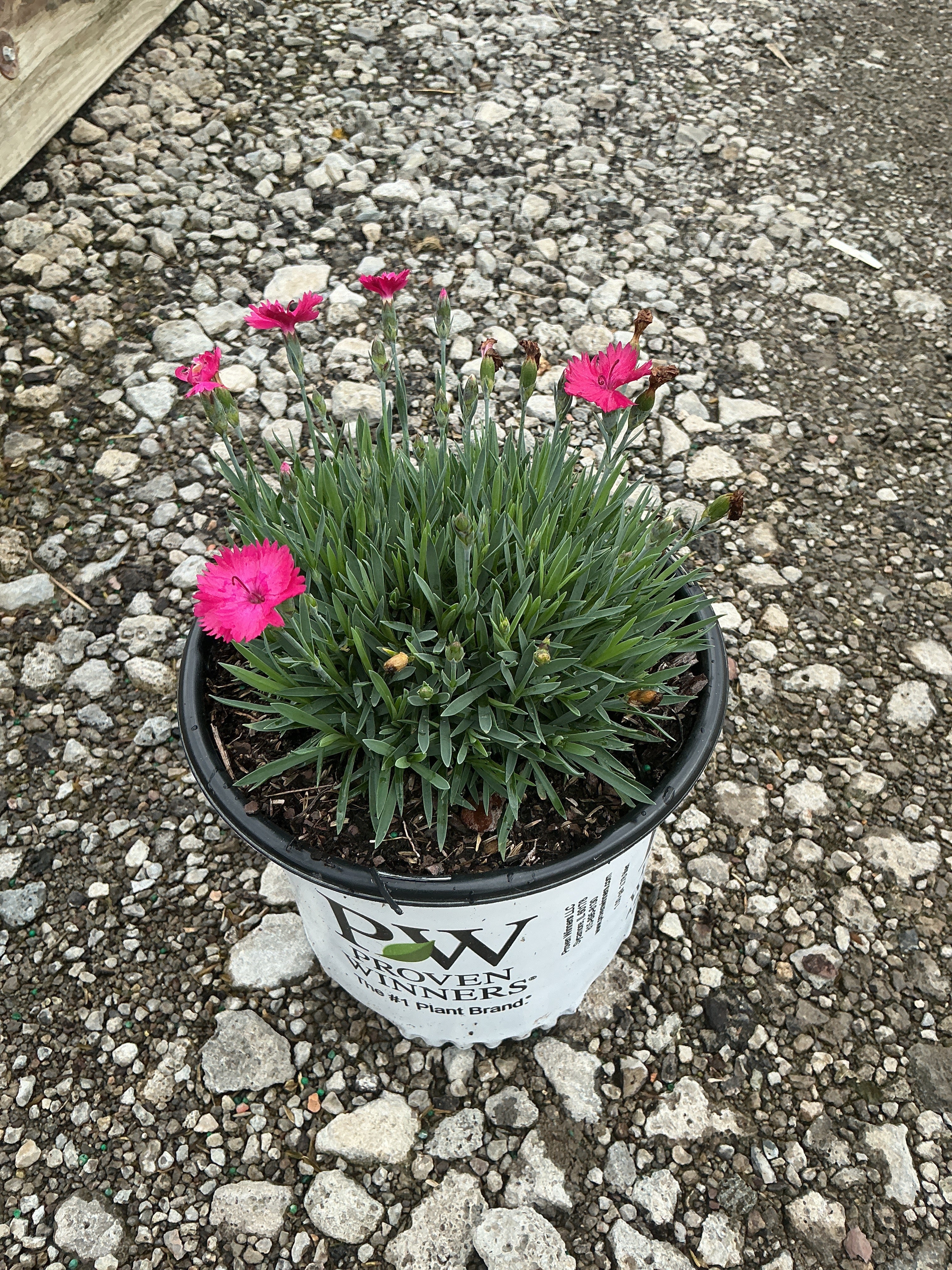 Dianthus paint 'The Town Magenta'