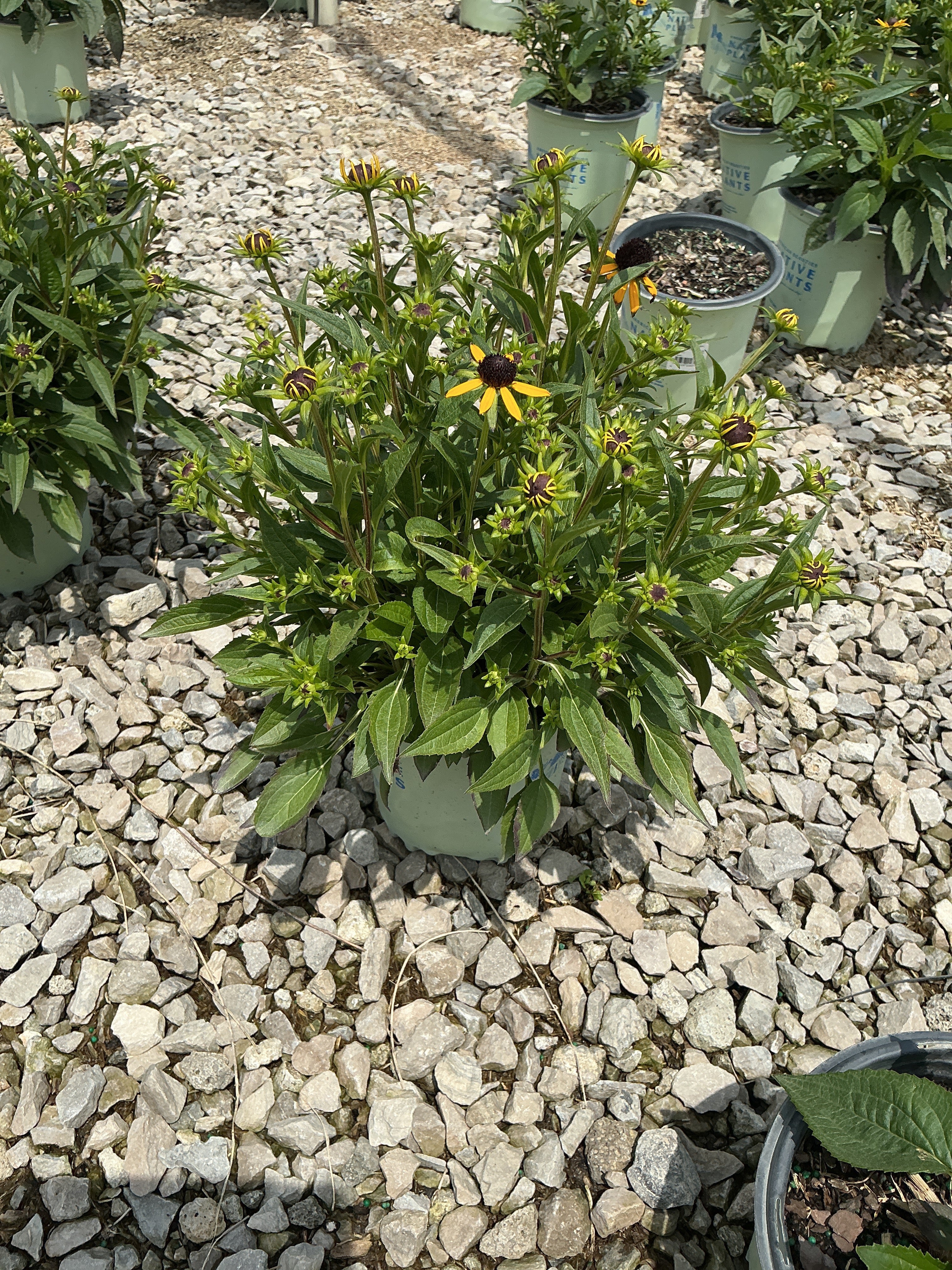 Rudbeckia fulgida var. sullivantii 'Little Goldstar'