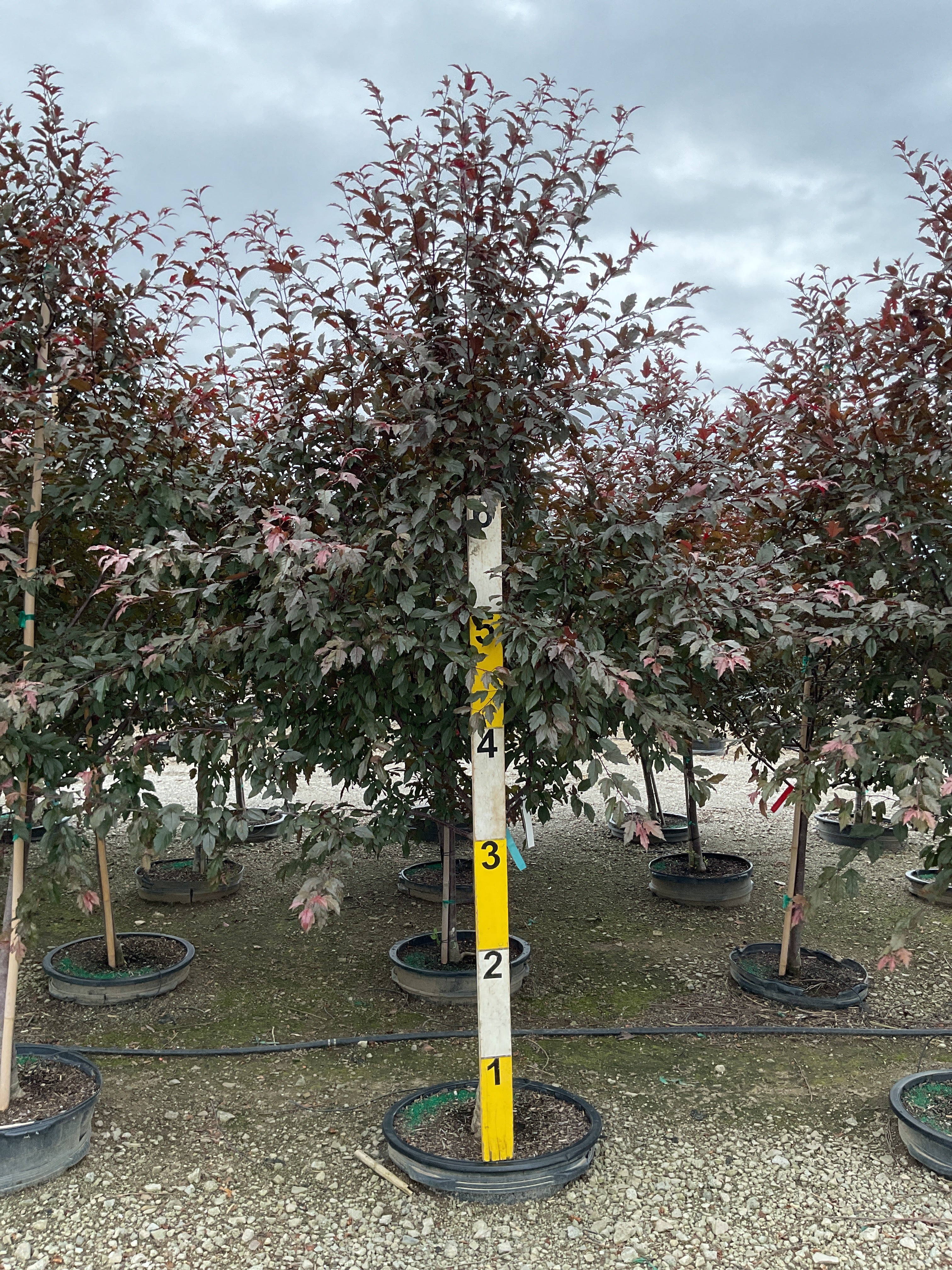 Malus ‘JFS-KW5’