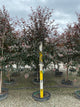 Malus ‘JFS-KW5’