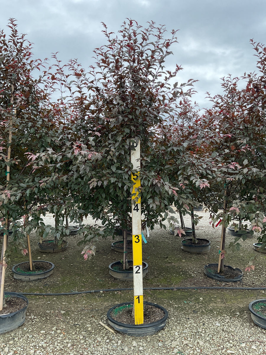 Malus ‘JFS-KW5’ â€” G25 2