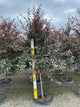 Malus ‘JFS-KW5’