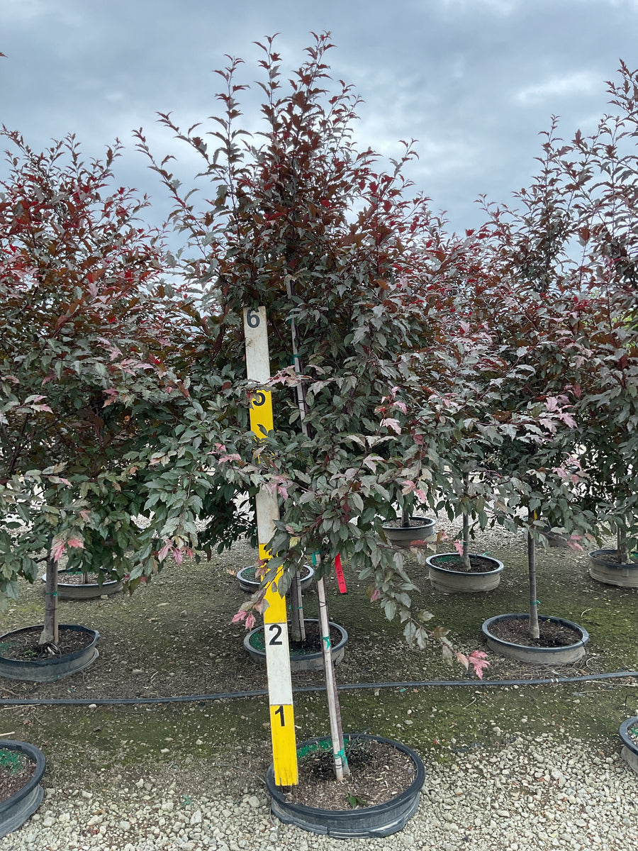 Malus ‘JFS-KW5’ â€” G25 1.75