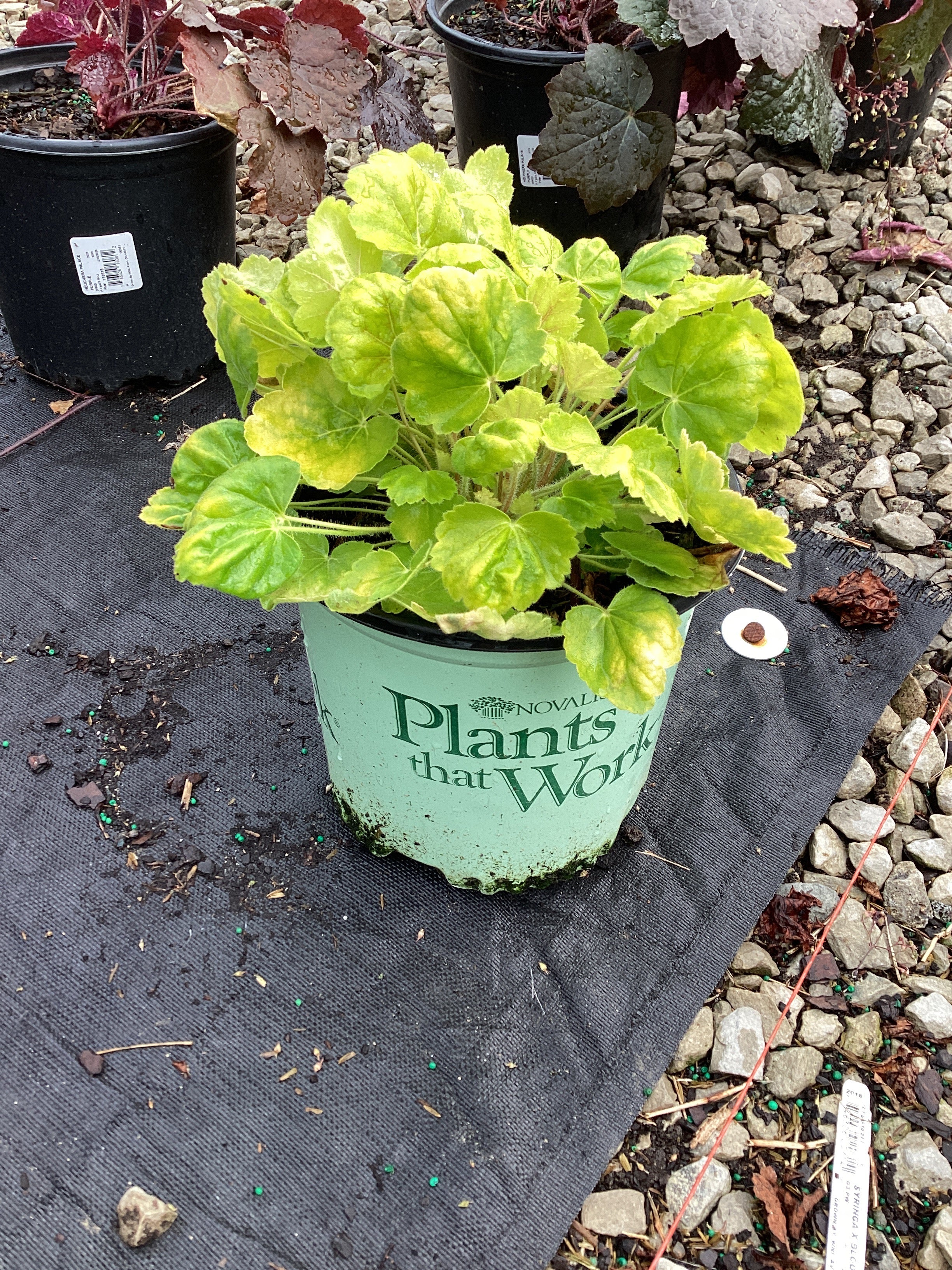 Heuchera 'Northern Exp. Sienna'
